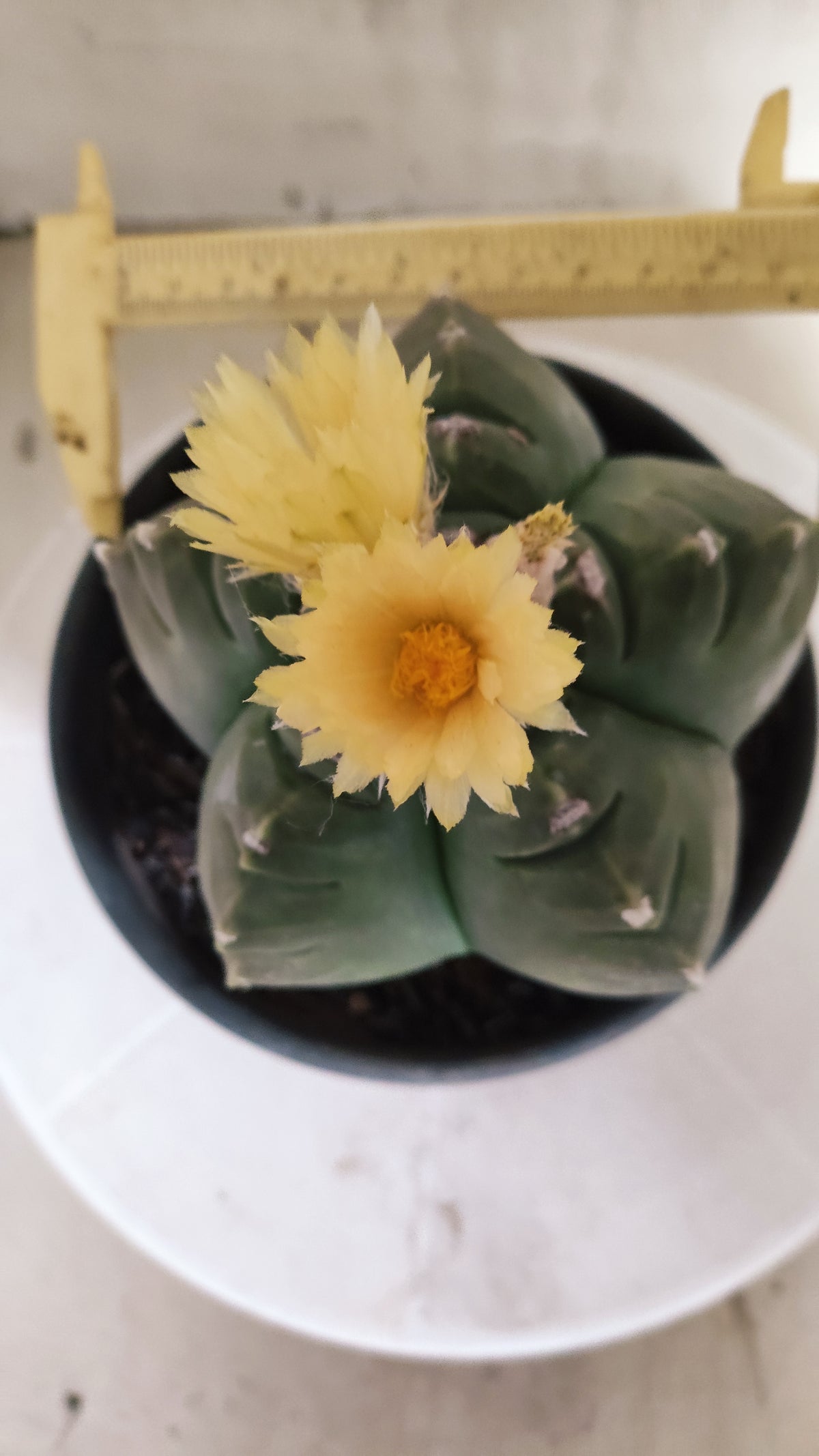ASTROPHYTUM cv KIKKO Nº 1263 - vaso 15