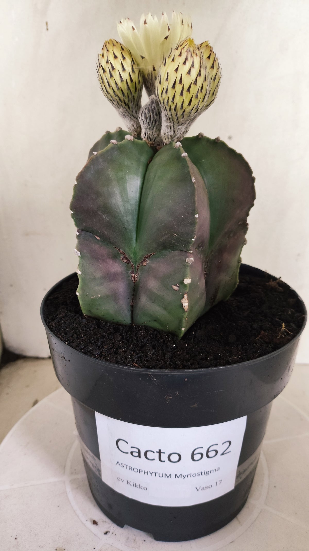 ASTROPHYTUM cv KIKKO Nº 662 - vaso 17