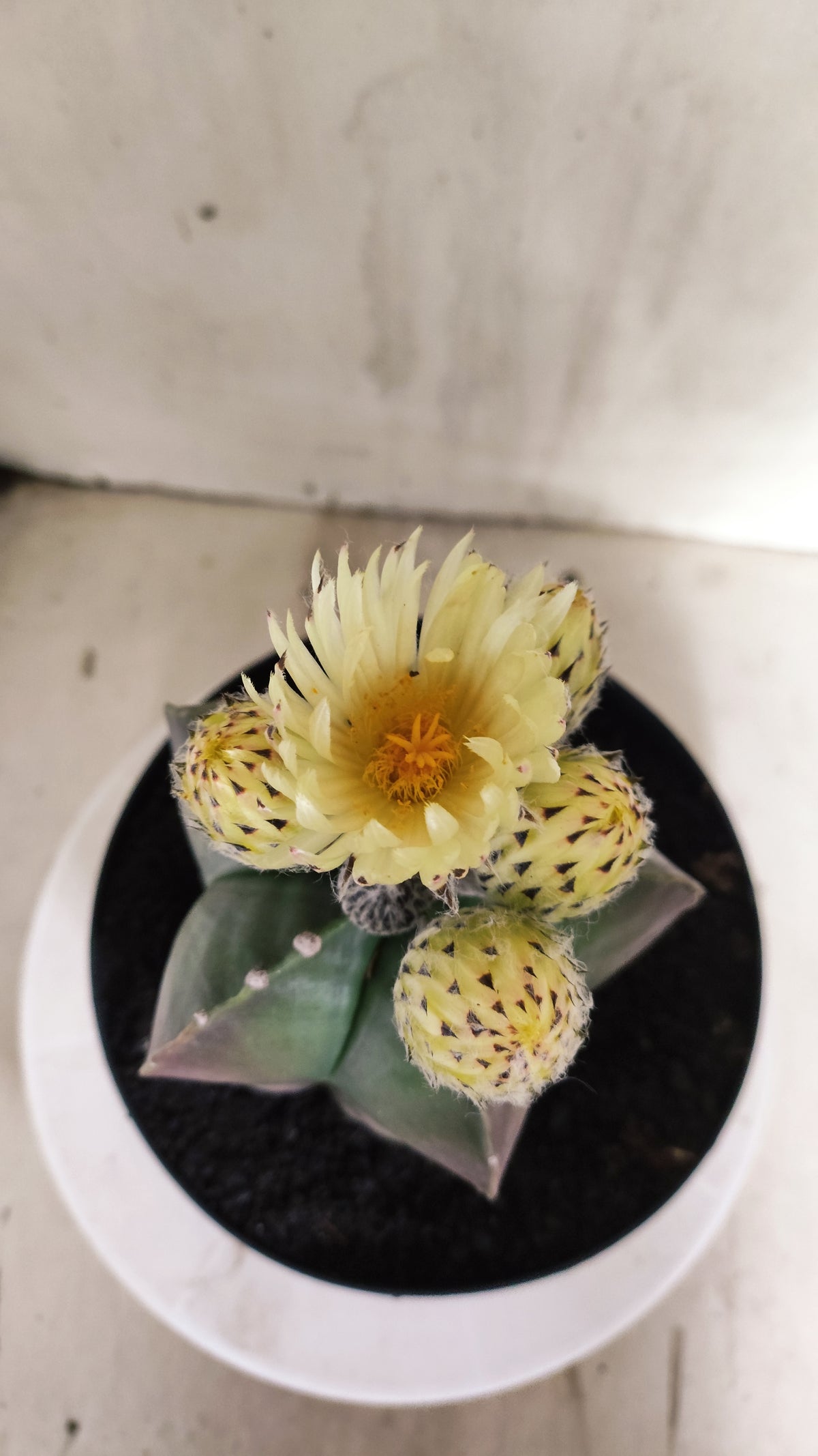 ASTROPHYTUM cv KIKKO Nº 662 - vaso 17