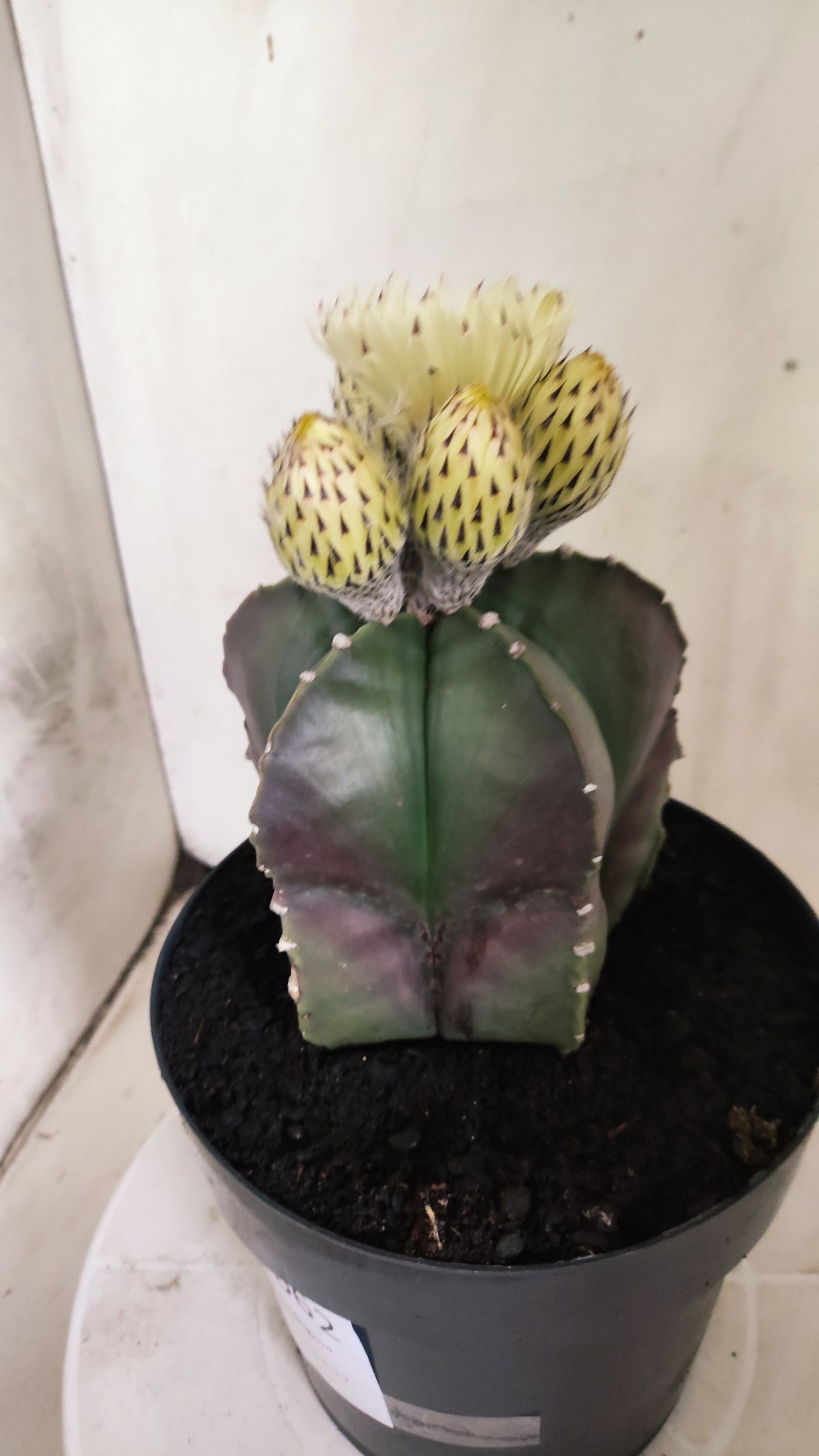 ASTROPHYTUM cv KIKKO Nº 662 - vaso 17