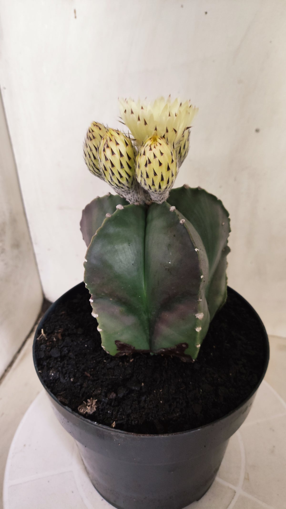 ASTROPHYTUM cv KIKKO Nº 662 - vaso 17