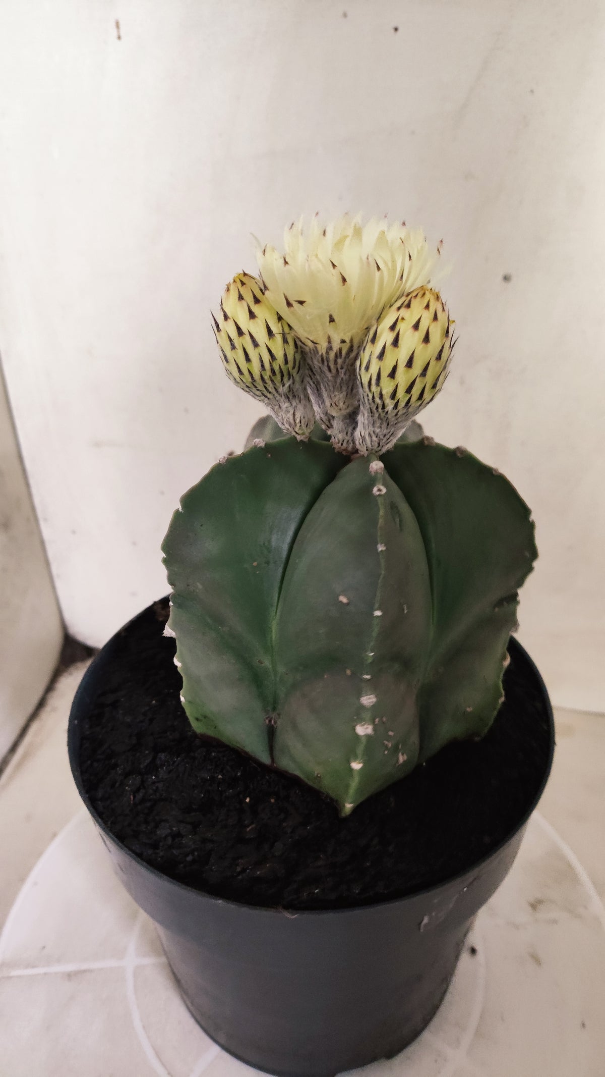 ASTROPHYTUM cv KIKKO Nº 662 - vaso 17