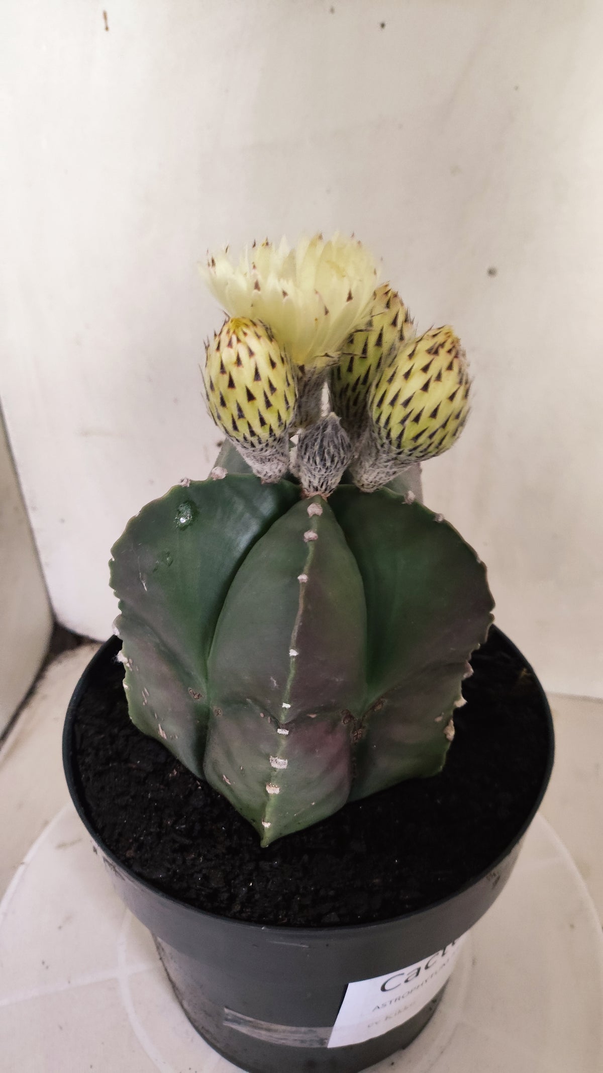 ASTROPHYTUM cv KIKKO Nº 662 - vaso 17