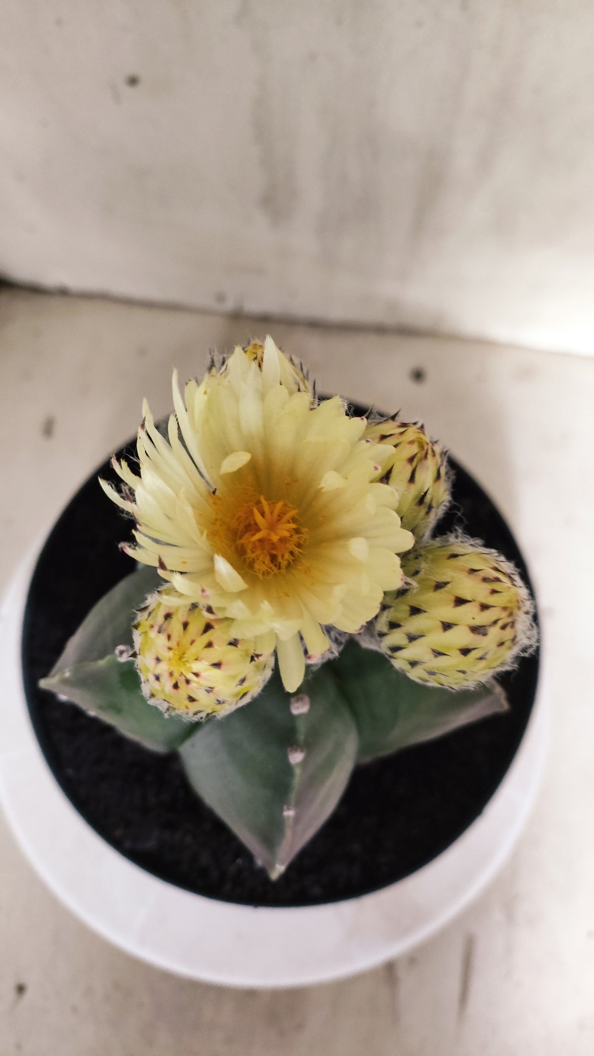 ASTROPHYTUM cv KIKKO Nº 662 - vaso 17