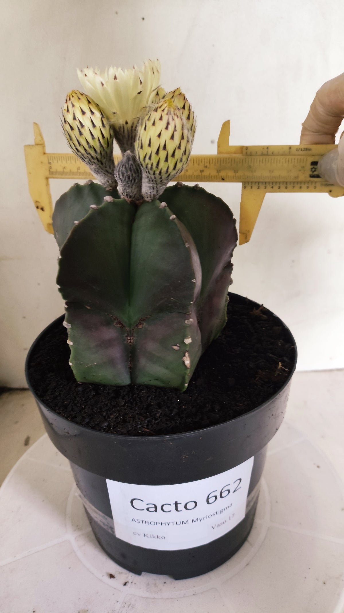 ASTROPHYTUM cv KIKKO Nº 662 - vaso 17