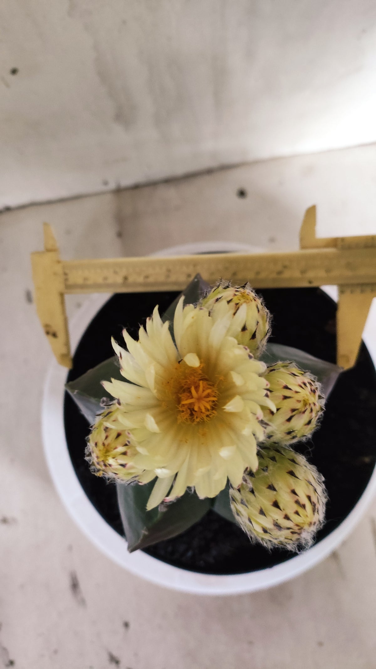 ASTROPHYTUM cv KIKKO Nº 662 - vaso 17