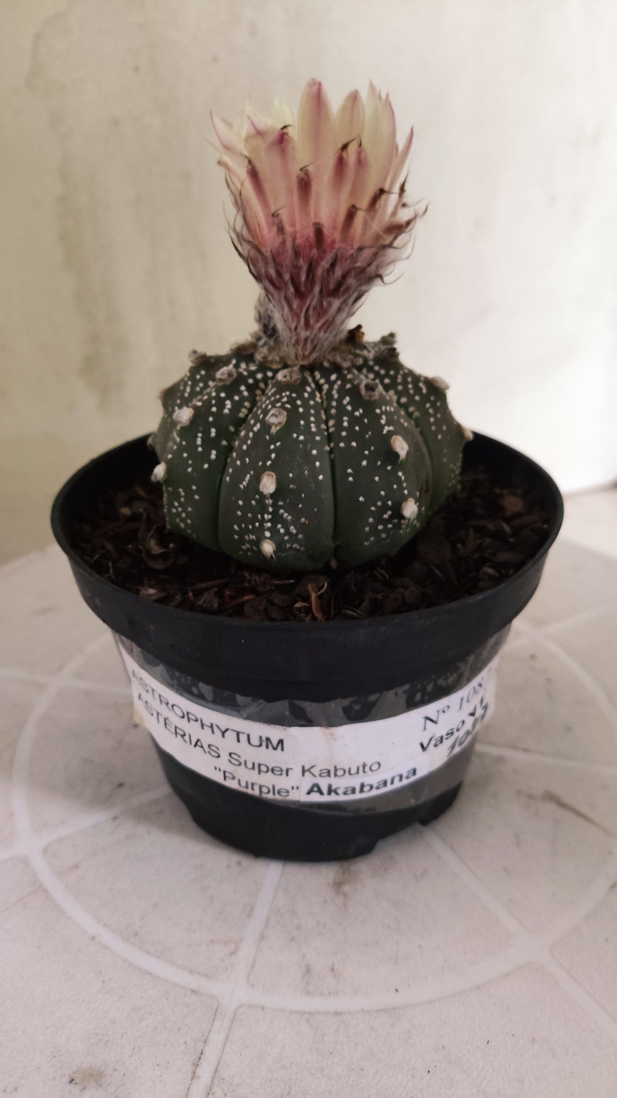 ASTROPHYTUM ASTERIAS "SUPER KABUTO - Purple - Akabana"   Nº 1087 – vaso 11