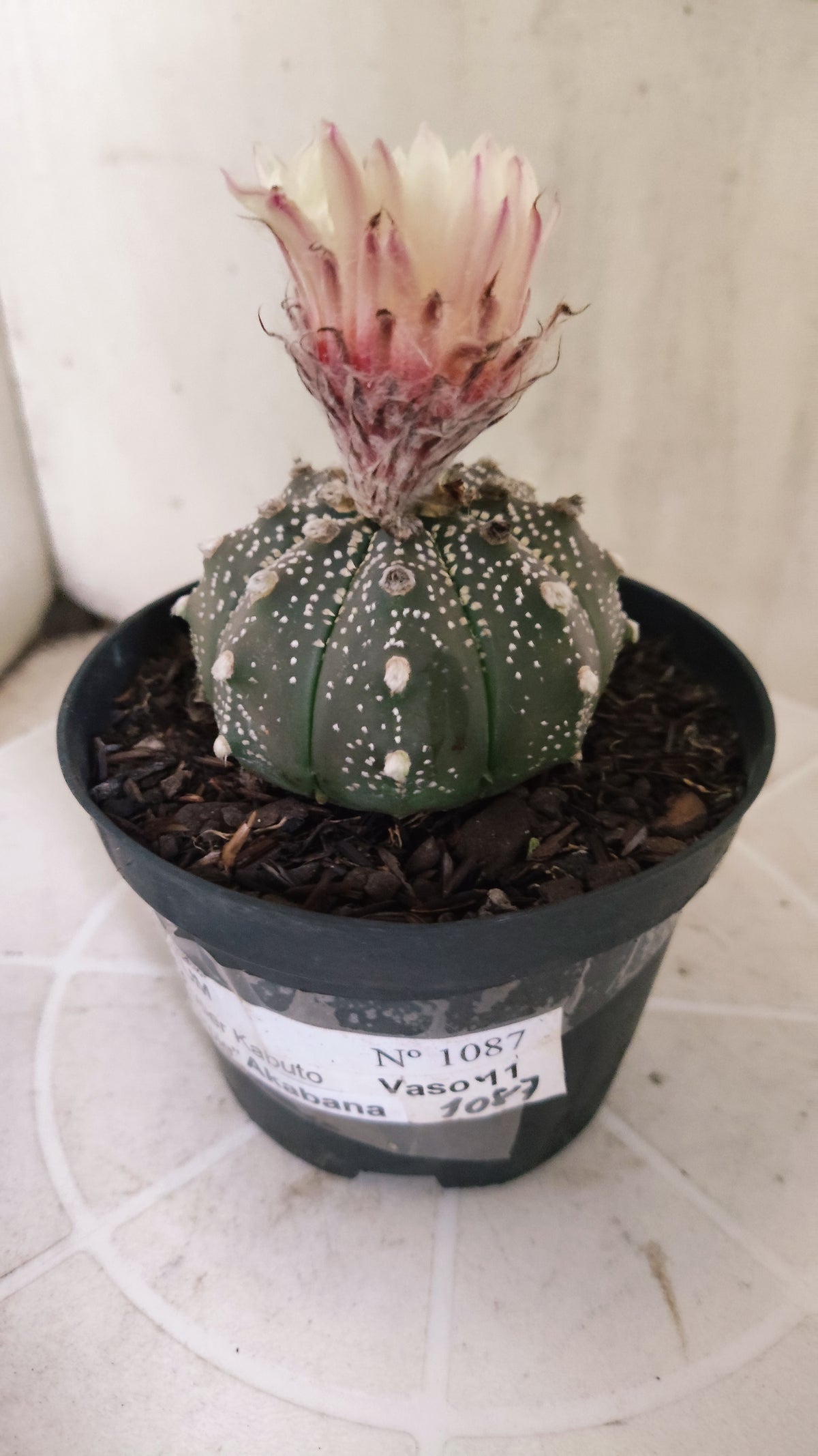 ASTROPHYTUM ASTERIAS "SUPER KABUTO - Purple - Akabana"   Nº 1087 – vaso 11