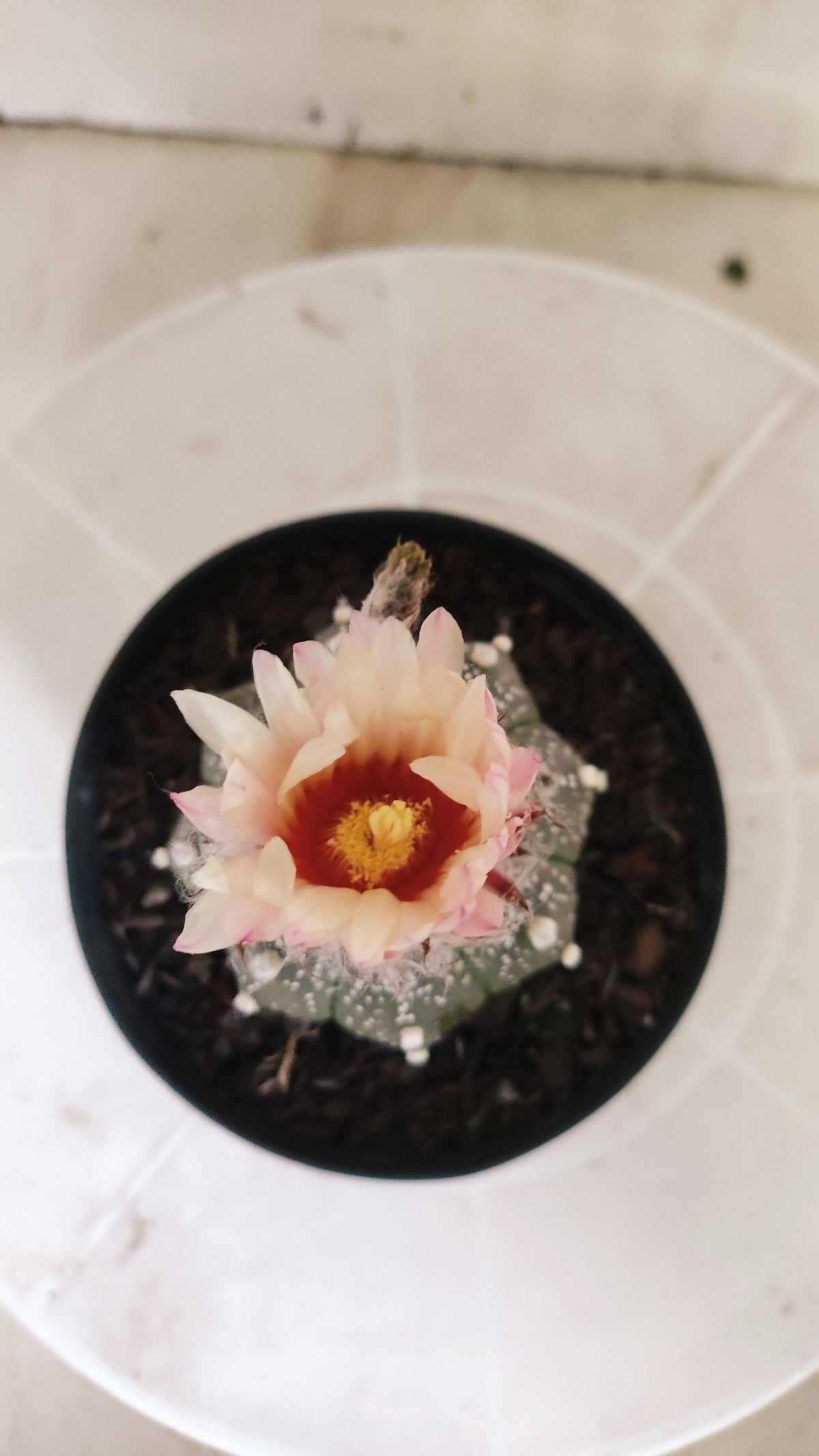 ASTROPHYTUM ASTERIAS "SUPER KABUTO - Purple - Akabana"   Nº 1087 – vaso 11
