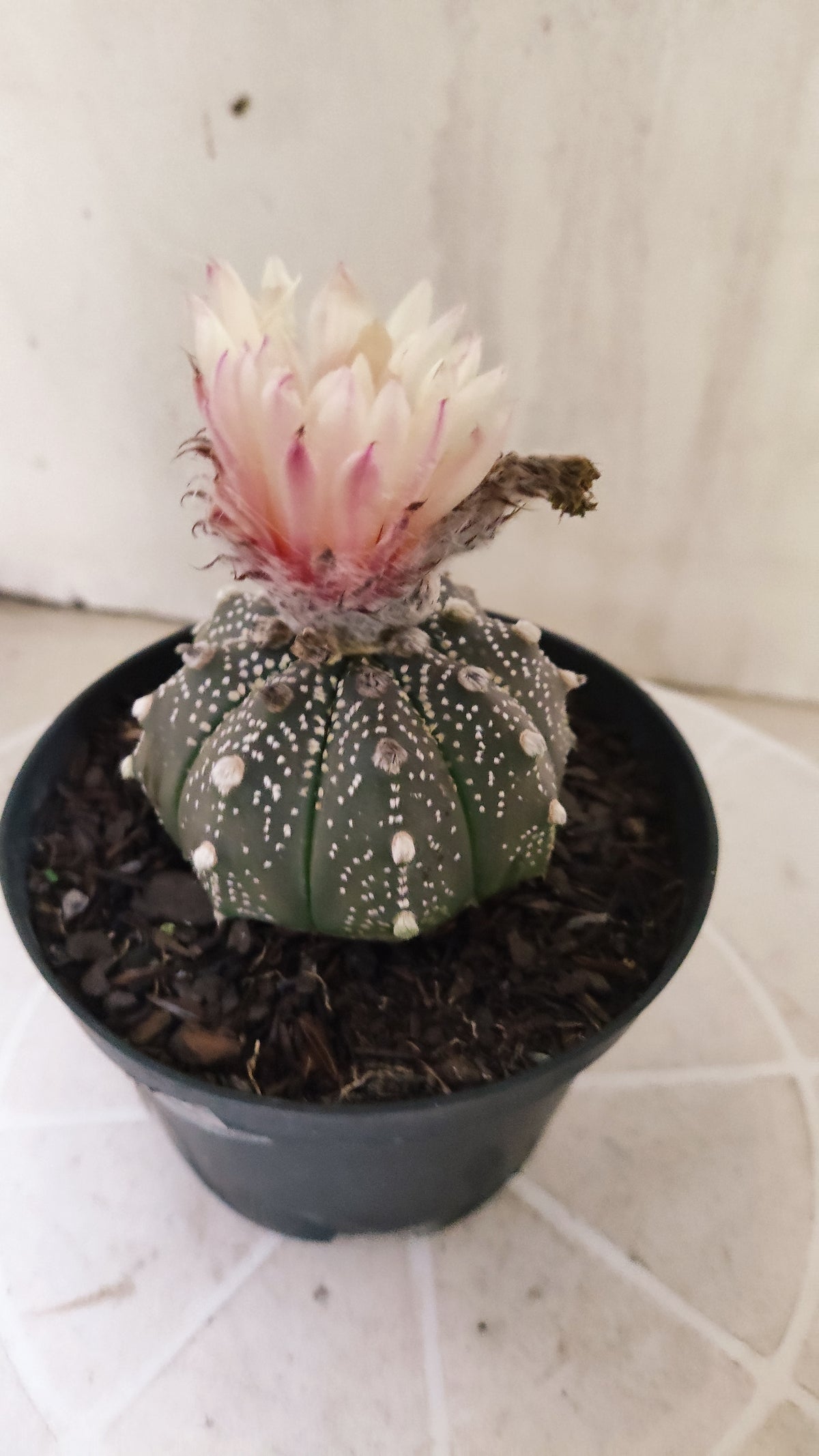 ASTROPHYTUM ASTERIAS "SUPER KABUTO - Purple - Akabana"   Nº 1087 – vaso 11