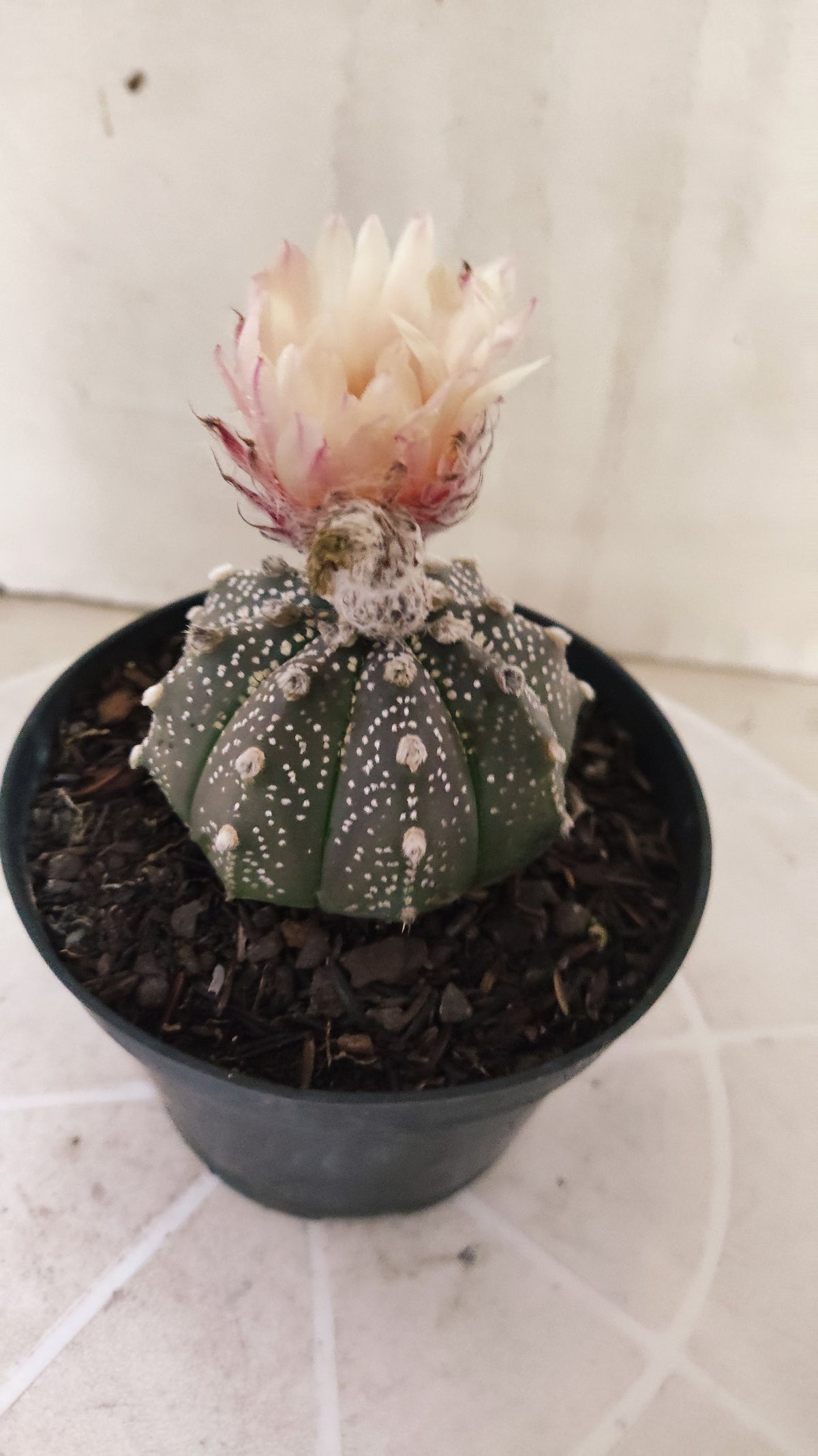 ASTROPHYTUM ASTERIAS "SUPER KABUTO - Purple - Akabana"   Nº 1087 – vaso 11
