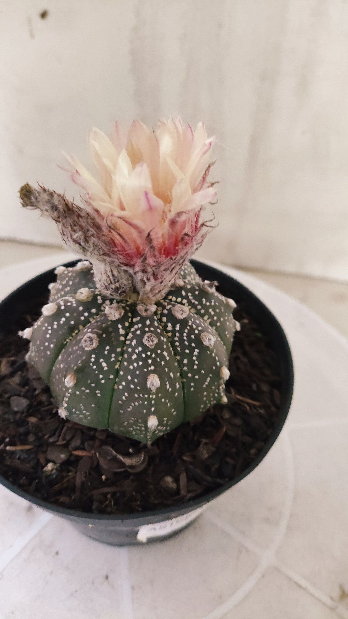 ASTROPHYTUM ASTERIAS "SUPER KABUTO - Purple - Akabana"   Nº 1087 – vaso 11