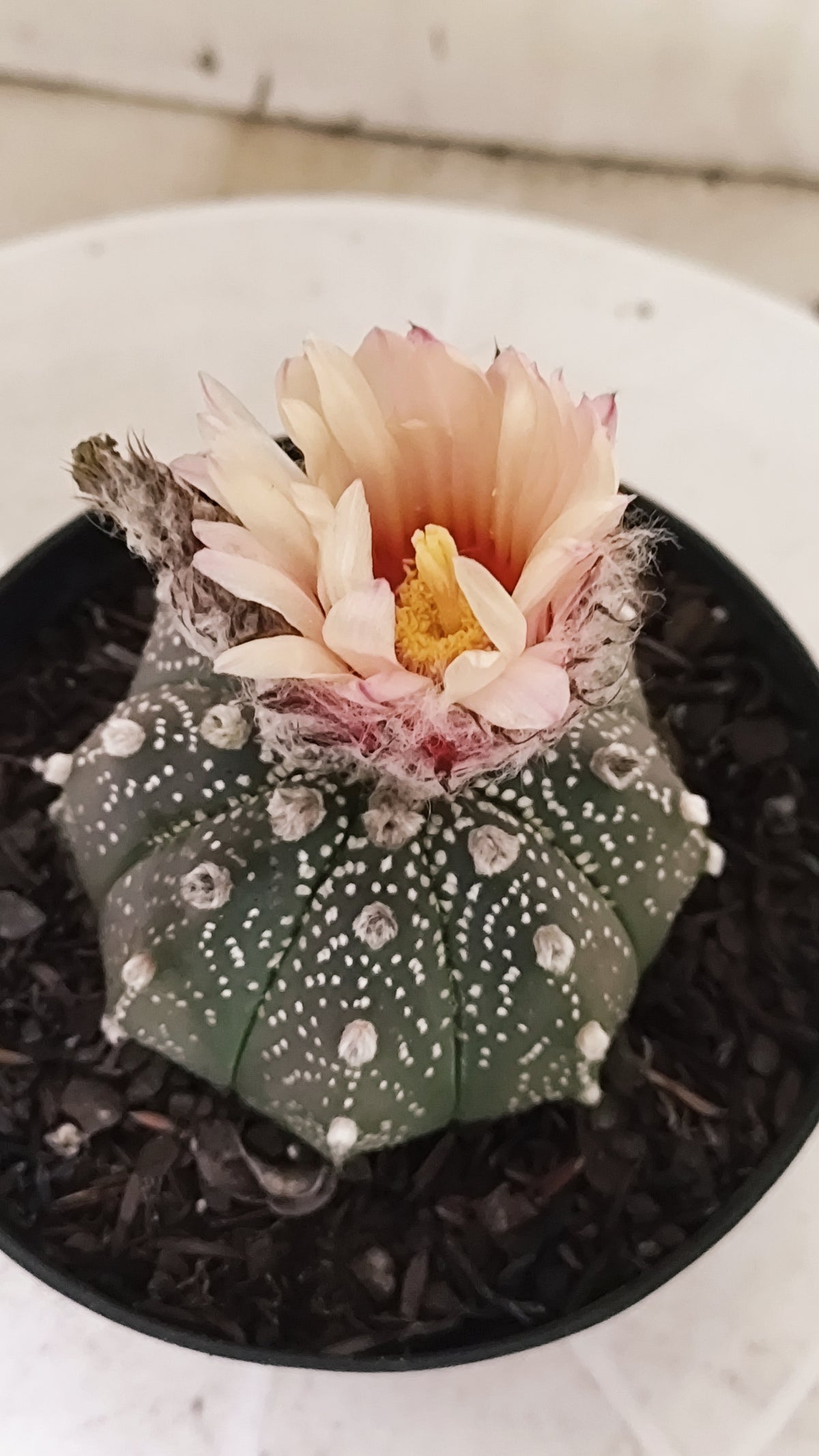 ASTROPHYTUM ASTERIAS "SUPER KABUTO - Purple - Akabana"   Nº 1087 – vaso 11