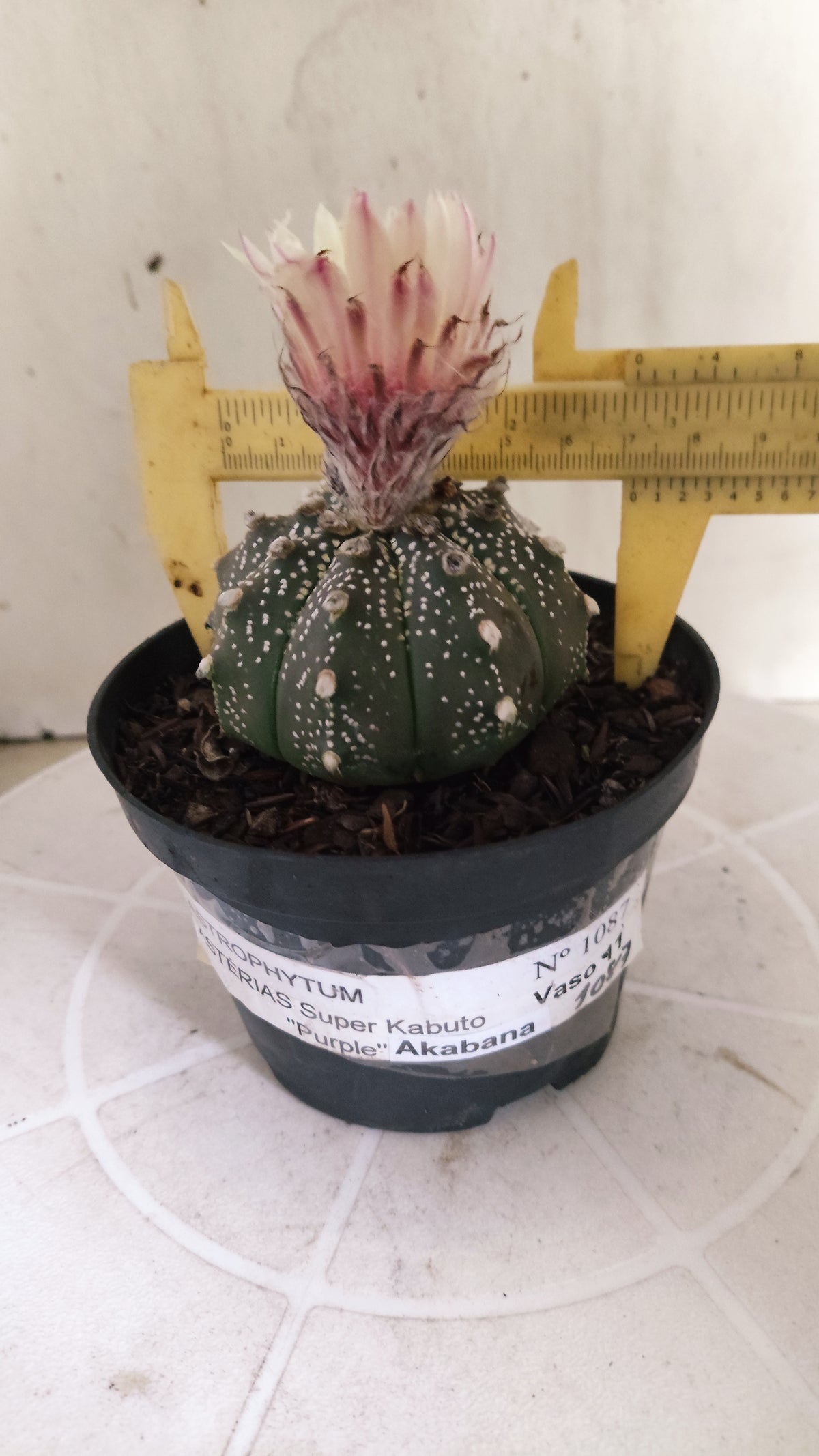 ASTROPHYTUM ASTERIAS "SUPER KABUTO - Purple - Akabana"   Nº 1087 – vaso 11