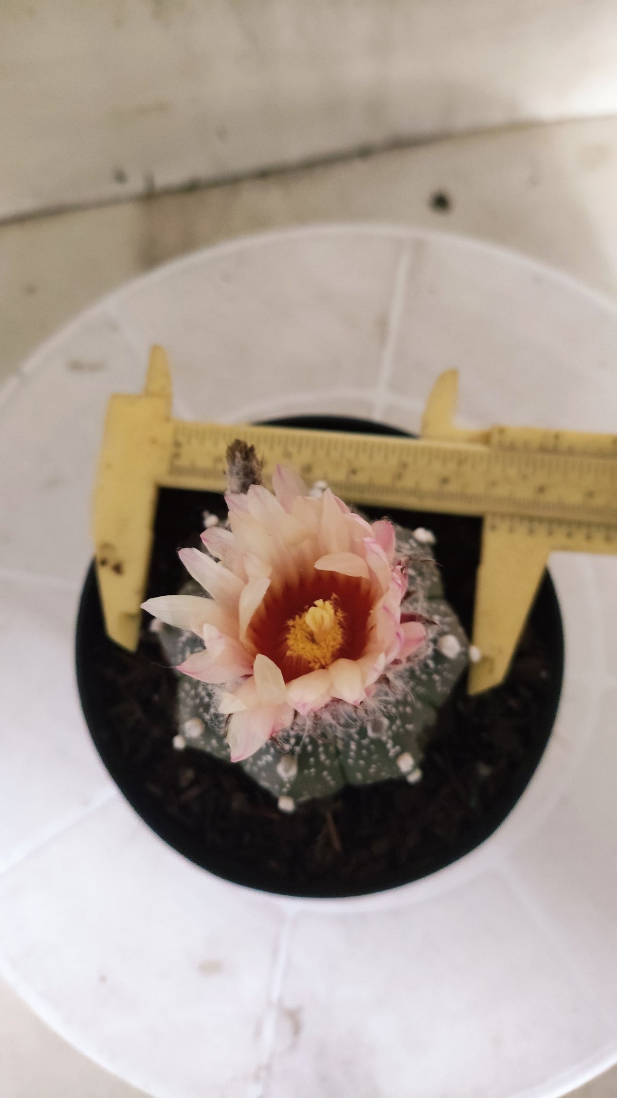 ASTROPHYTUM ASTERIAS "SUPER KABUTO - Purple - Akabana"   Nº 1087 – vaso 11