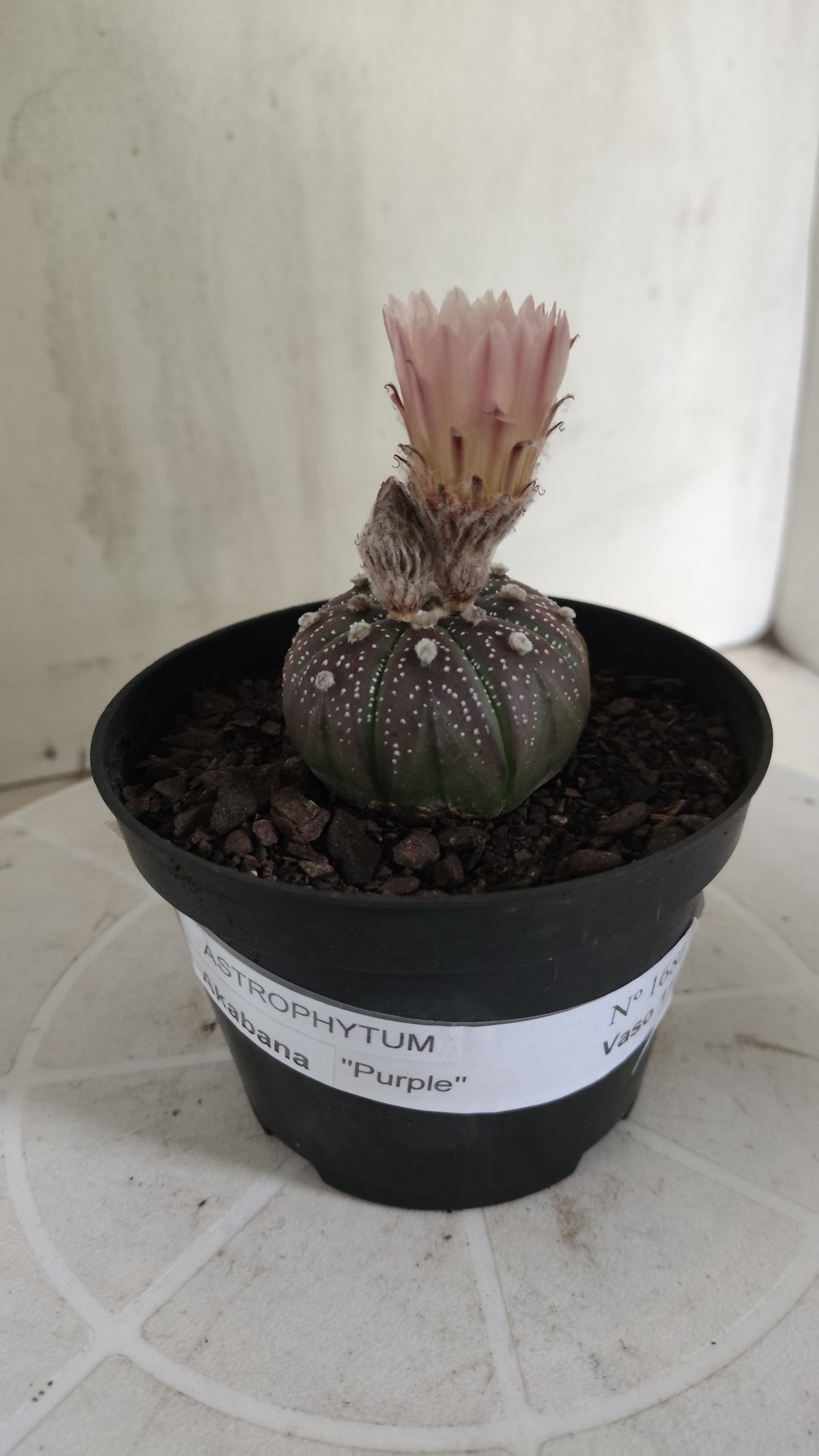 ASTROPHYTUM ASTERIAS  "Purple" - AKABANA Nº 1686 – vaso 11