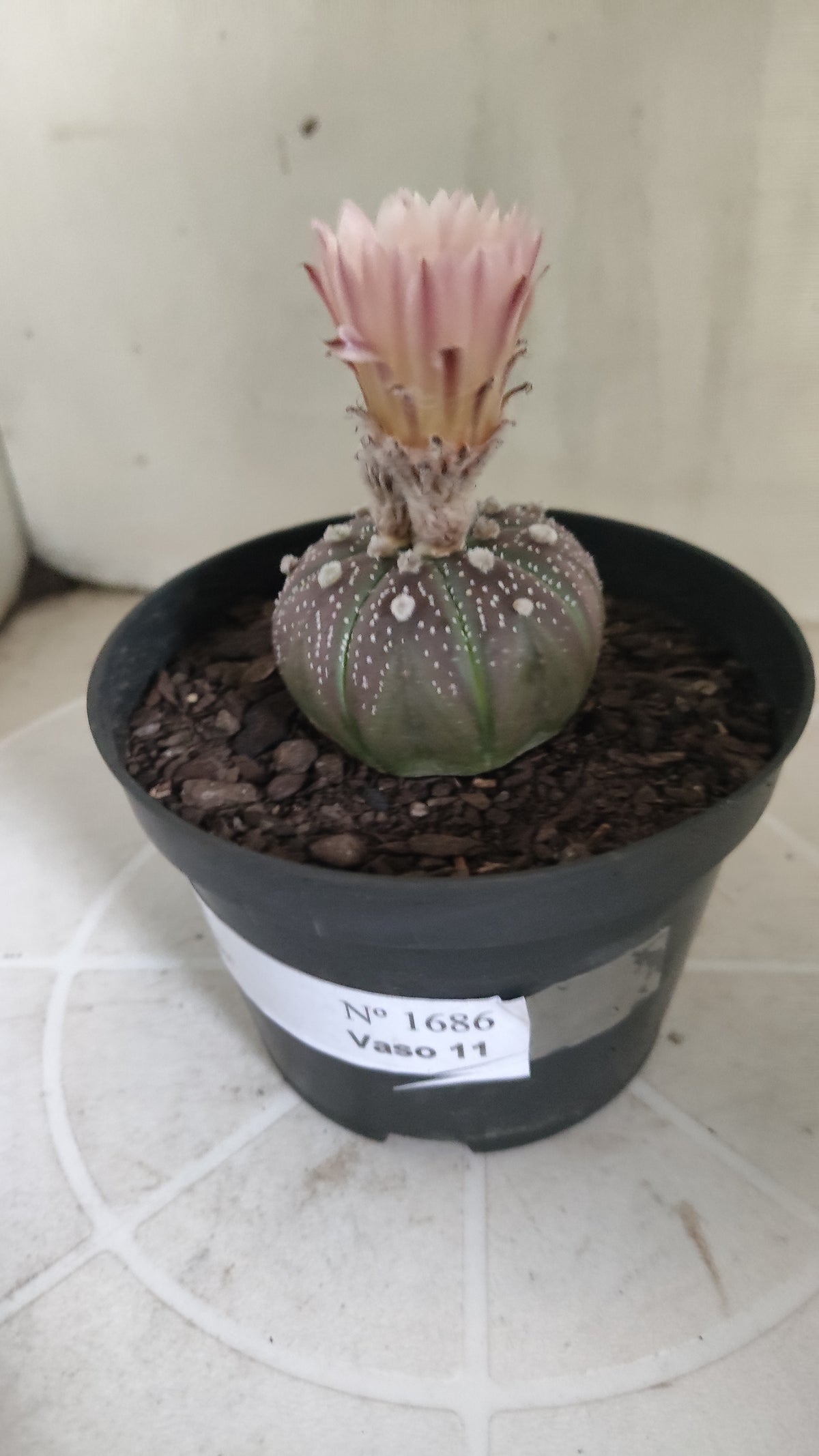 ASTROPHYTUM ASTERIAS  "Purple" - AKABANA Nº 1686 – vaso 11