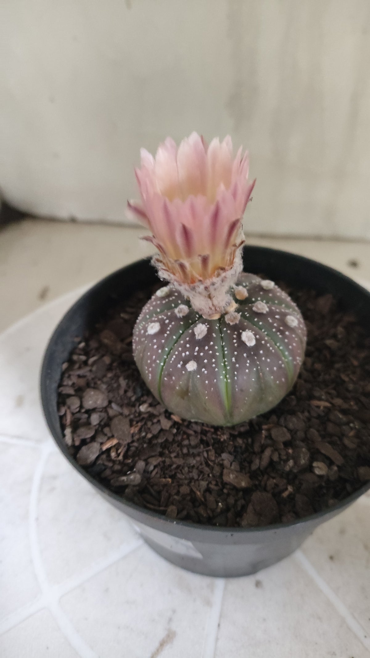 ASTROPHYTUM ASTERIAS  "Purple" - AKABANA Nº 1686 – vaso 11