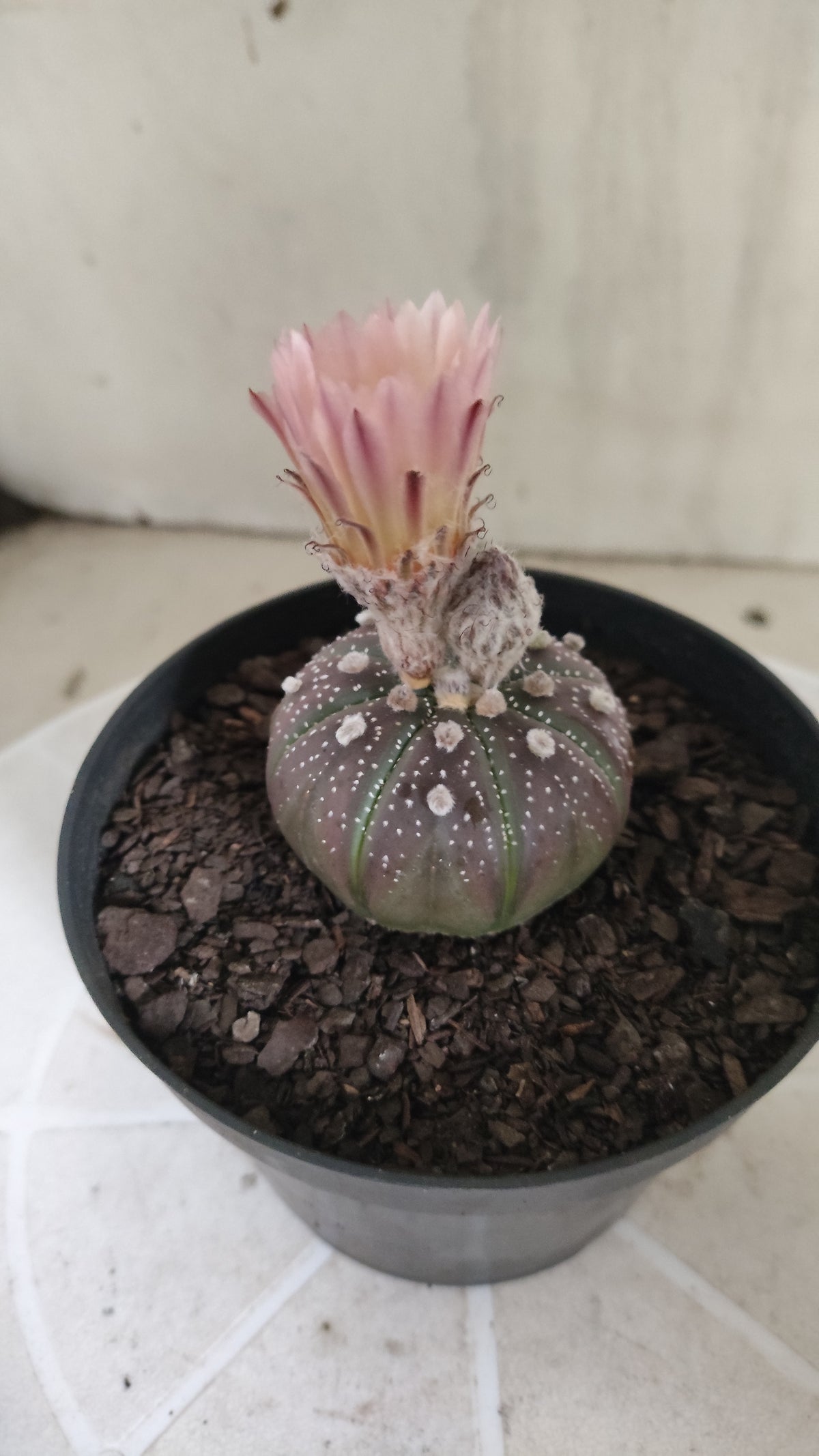 ASTROPHYTUM ASTERIAS  "Purple" - AKABANA Nº 1686 – vaso 11