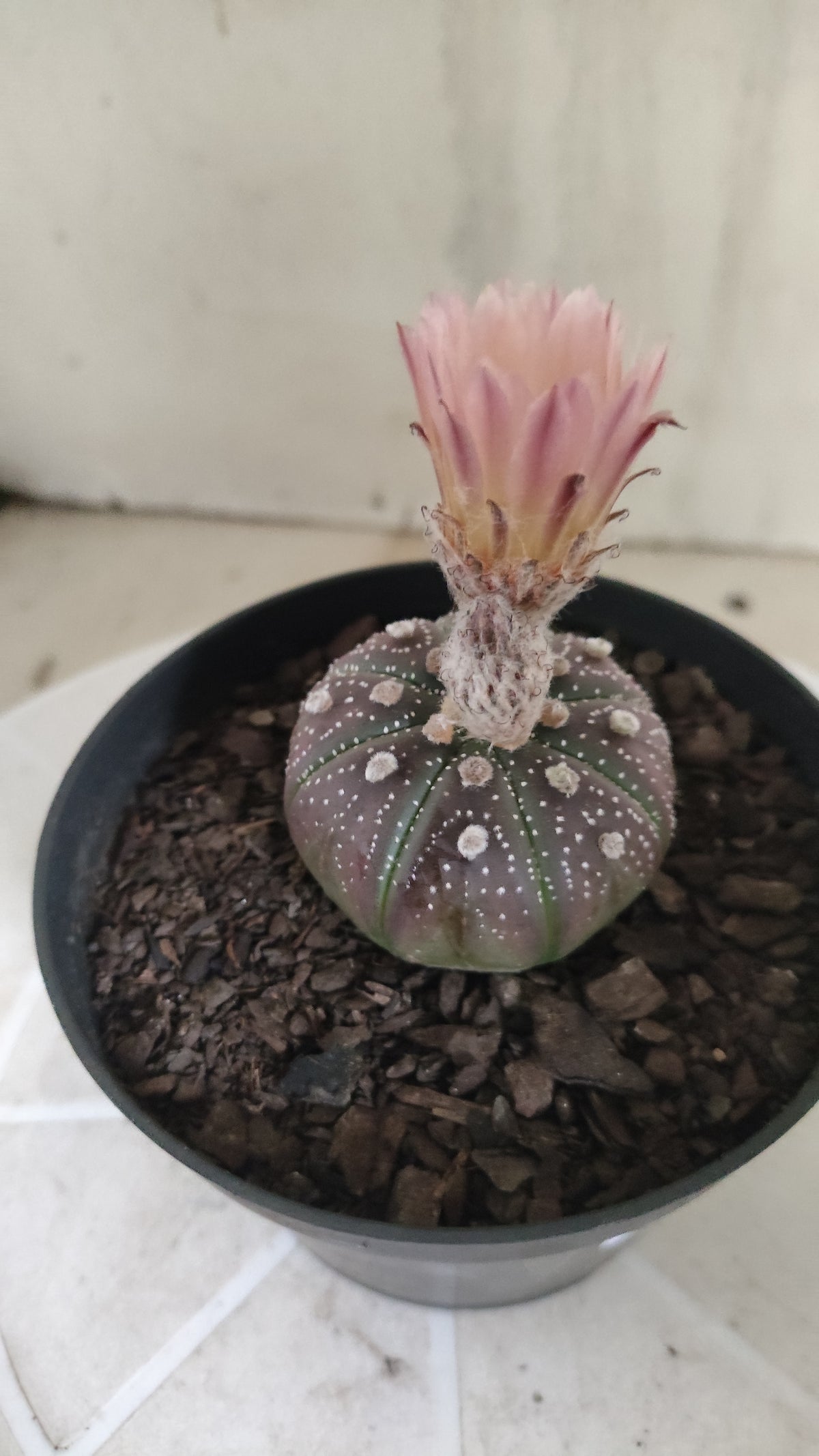 ASTROPHYTUM ASTERIAS  "Purple" - AKABANA Nº 1686 – vaso 11