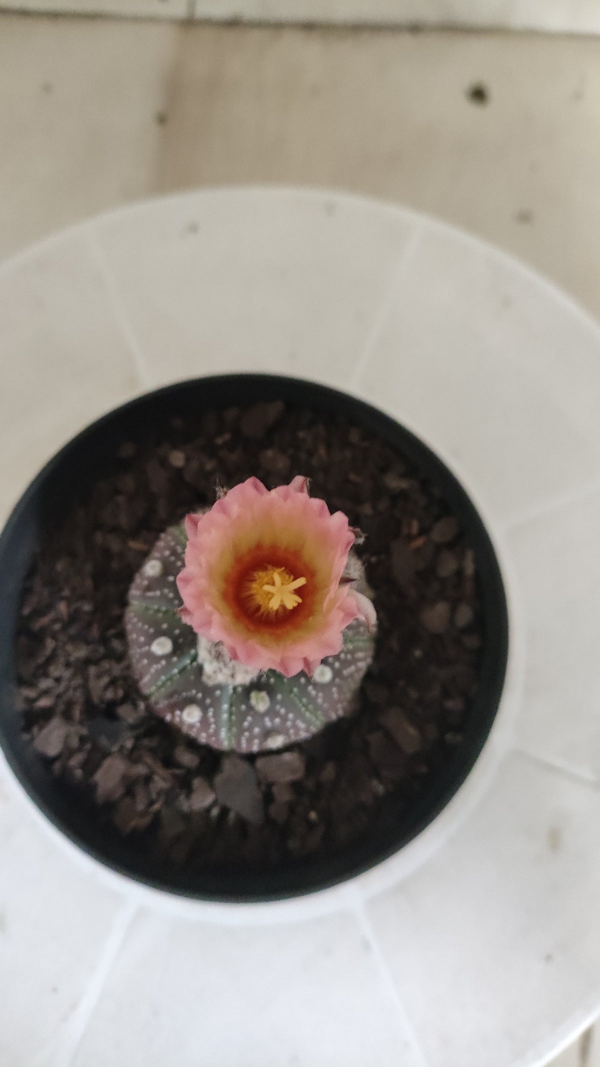 ASTROPHYTUM ASTERIAS  "Purple" - AKABANA Nº 1686 – vaso 11