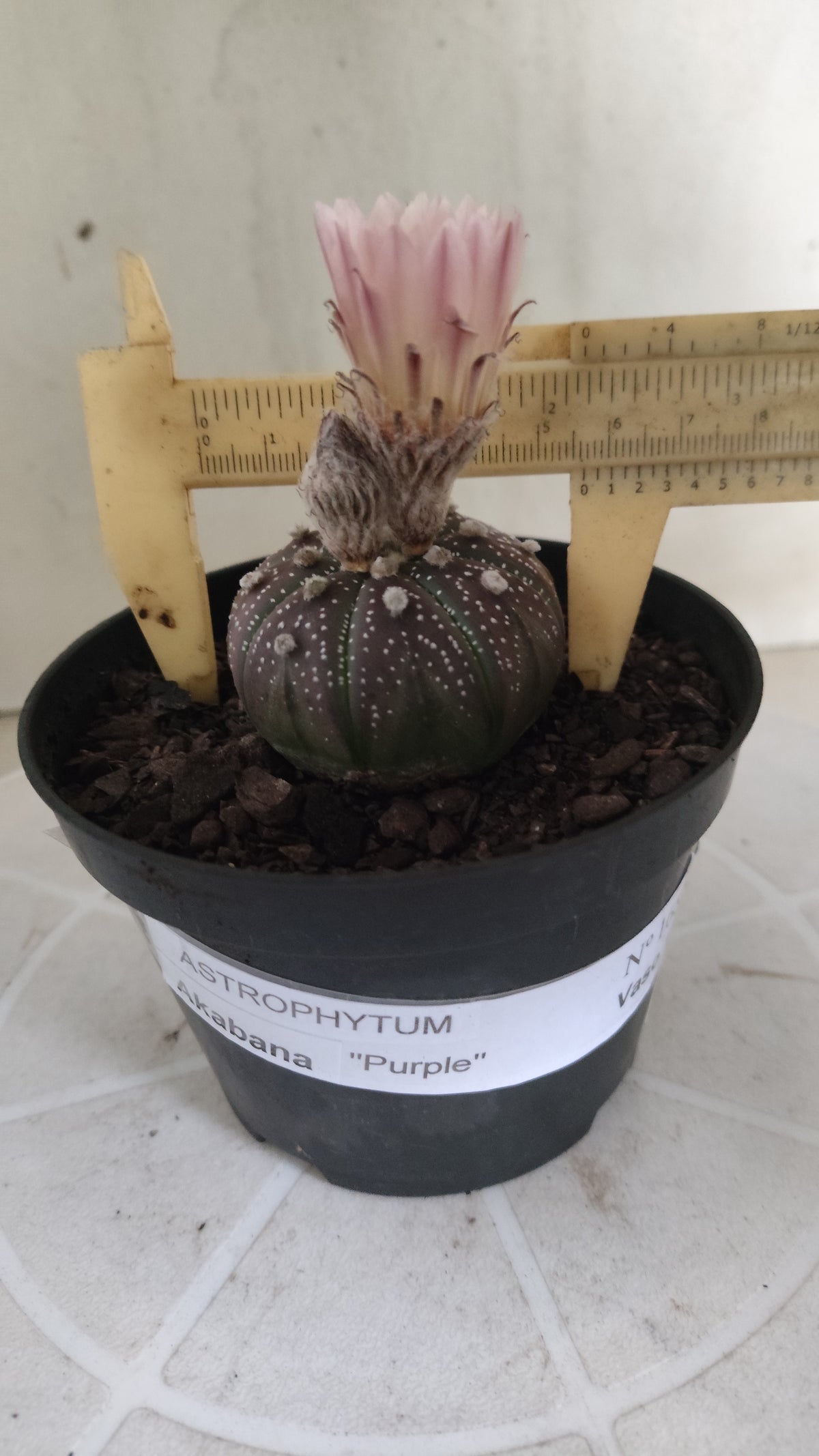ASTROPHYTUM ASTERIAS  "Purple" - AKABANA Nº 1686 – vaso 11
