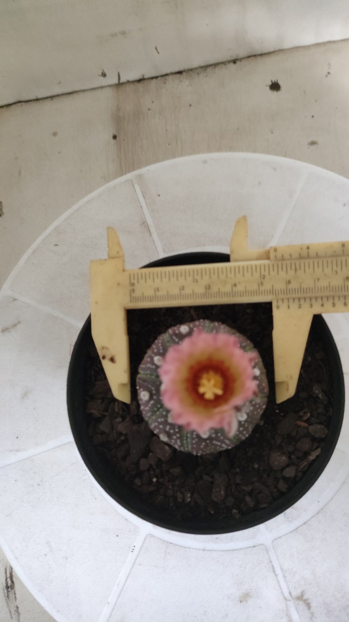 ASTROPHYTUM ASTERIAS  "Purple" - AKABANA Nº 1686 – vaso 11