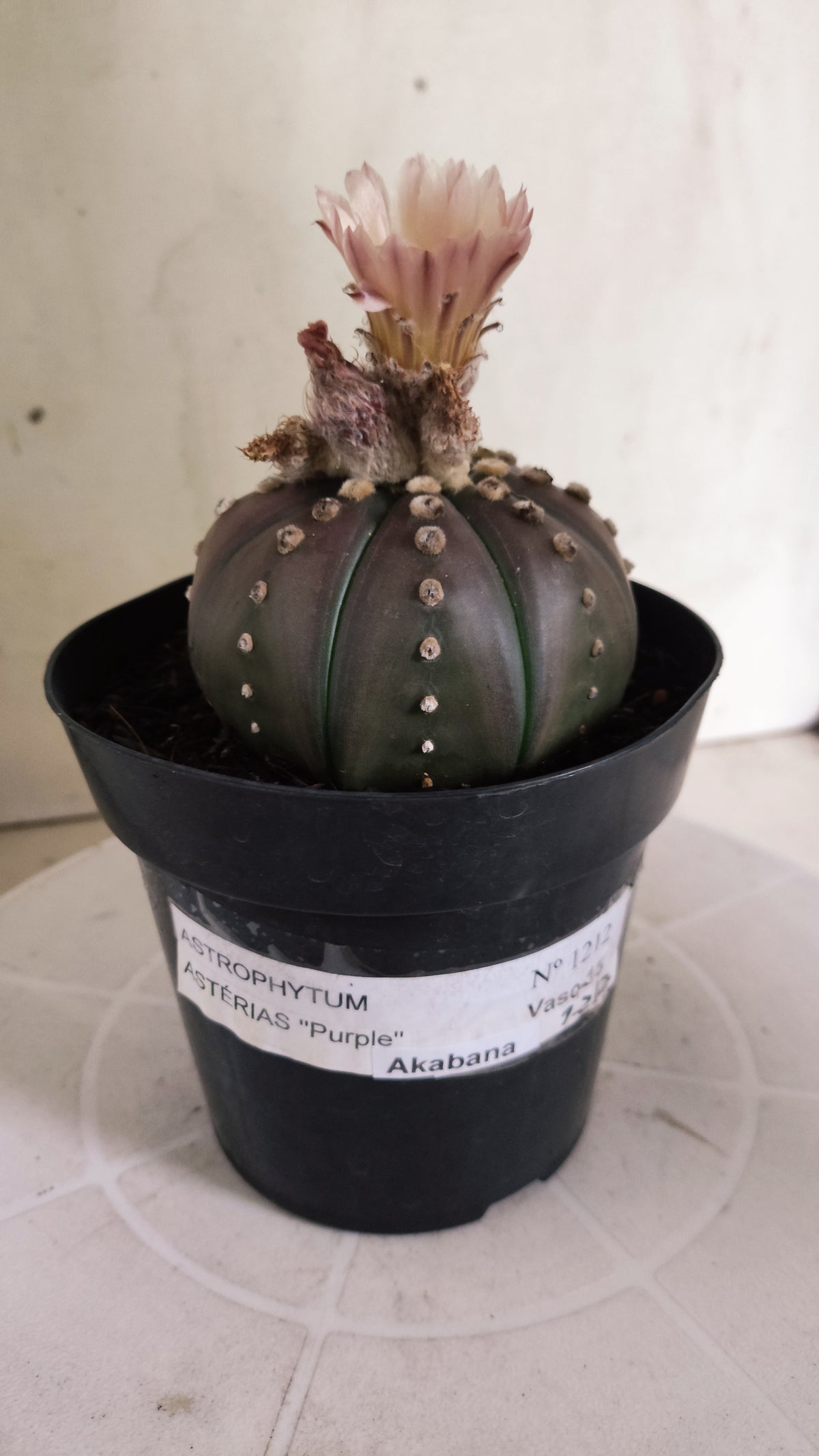 ASTROPHYTUM ASTERIAS “Purple - Akabana”  Nº 1212 – vaso 15