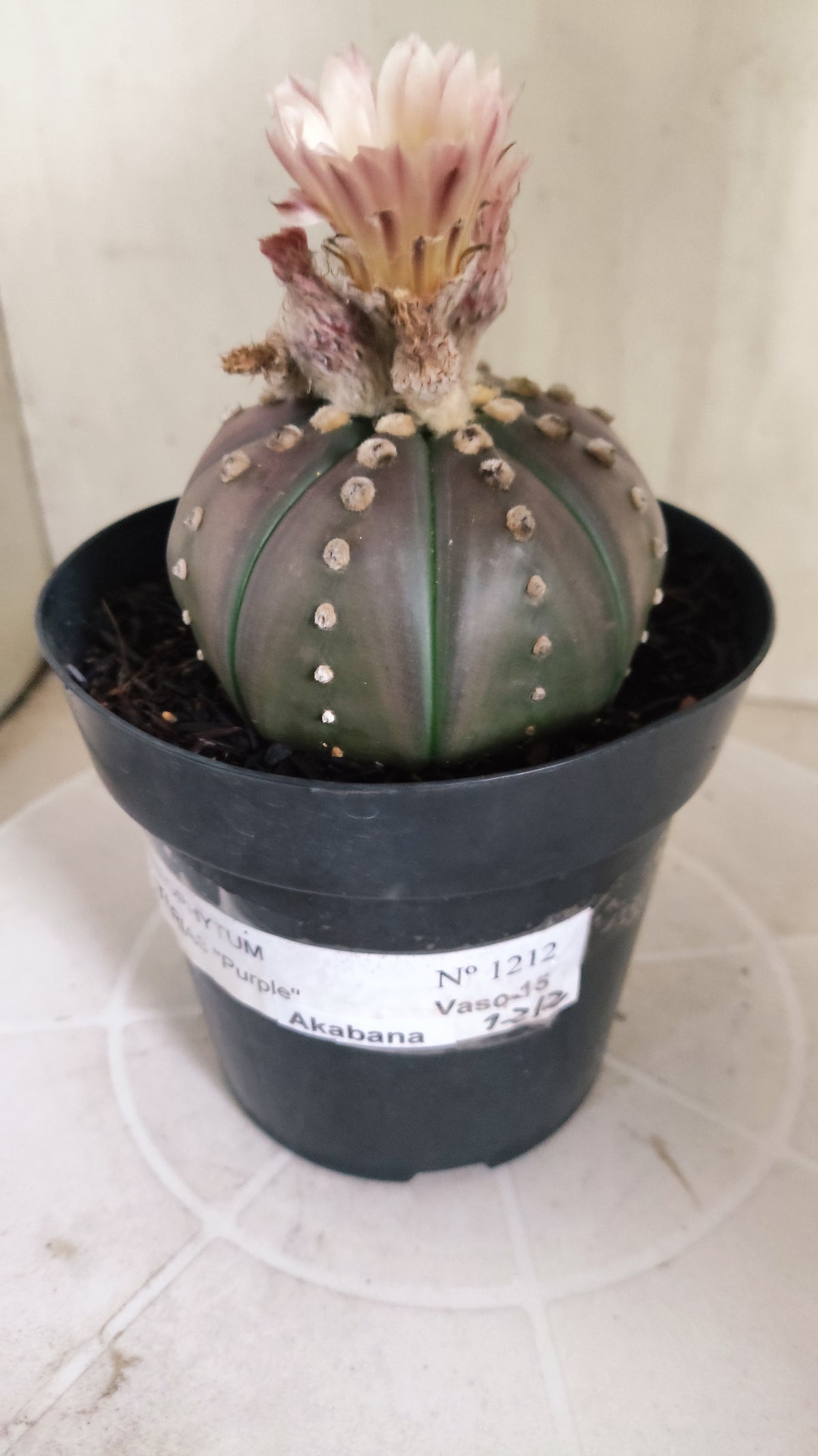 ASTROPHYTUM ASTERIAS “Purple - Akabana”  Nº 1212 – vaso 15