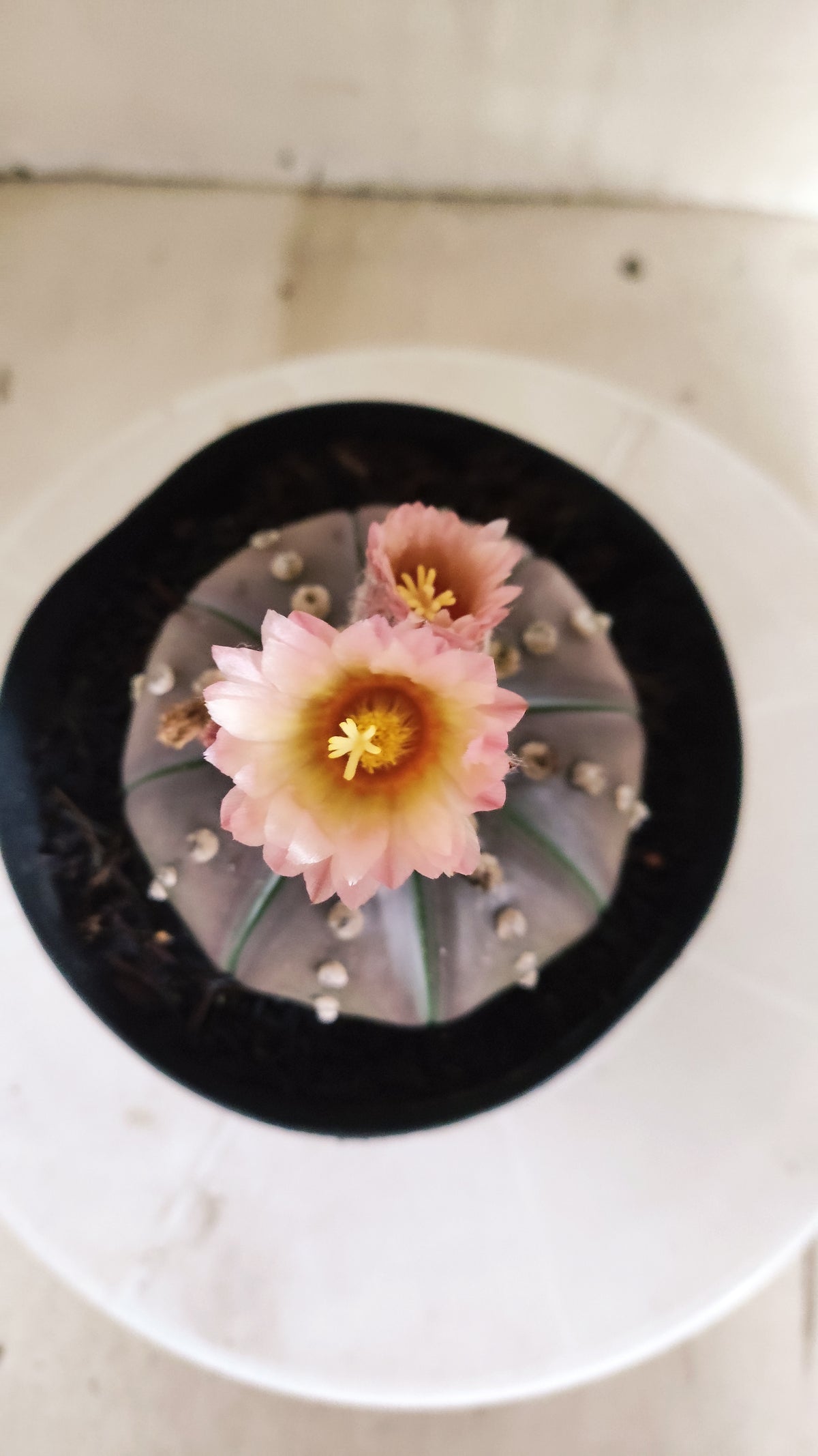 ASTROPHYTUM ASTERIAS “Purple - Akabana”  Nº 1212 – vaso 15