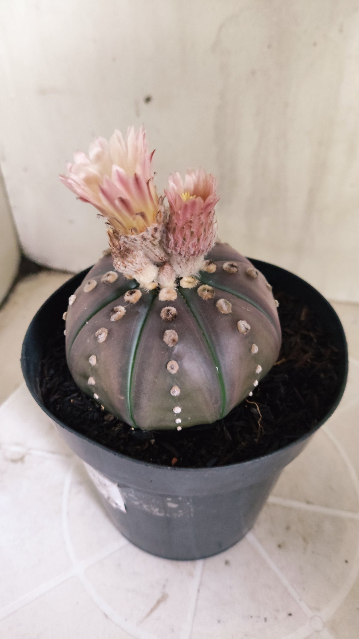 ASTROPHYTUM ASTERIAS “Purple - Akabana”  Nº 1212 – vaso 15