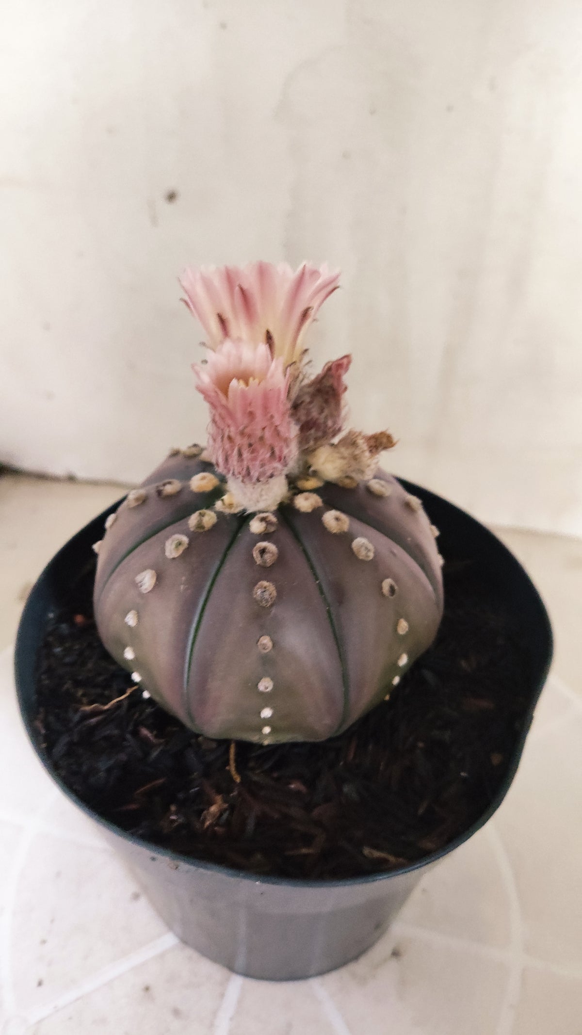 ASTROPHYTUM ASTERIAS “Purple - Akabana”  Nº 1212 – vaso 15