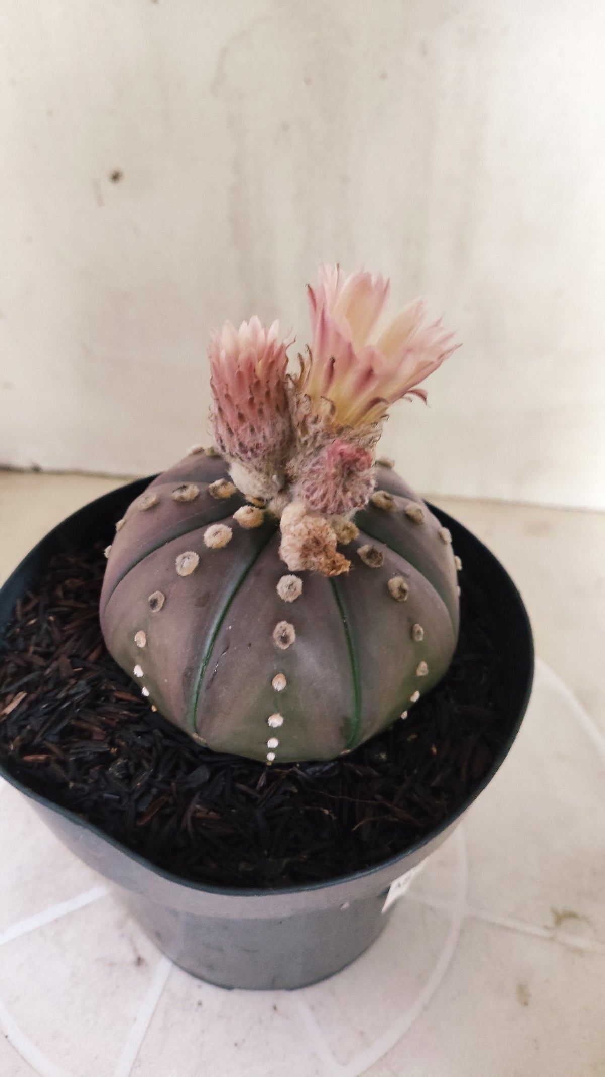 ASTROPHYTUM ASTERIAS “Purple - Akabana”  Nº 1212 – vaso 15