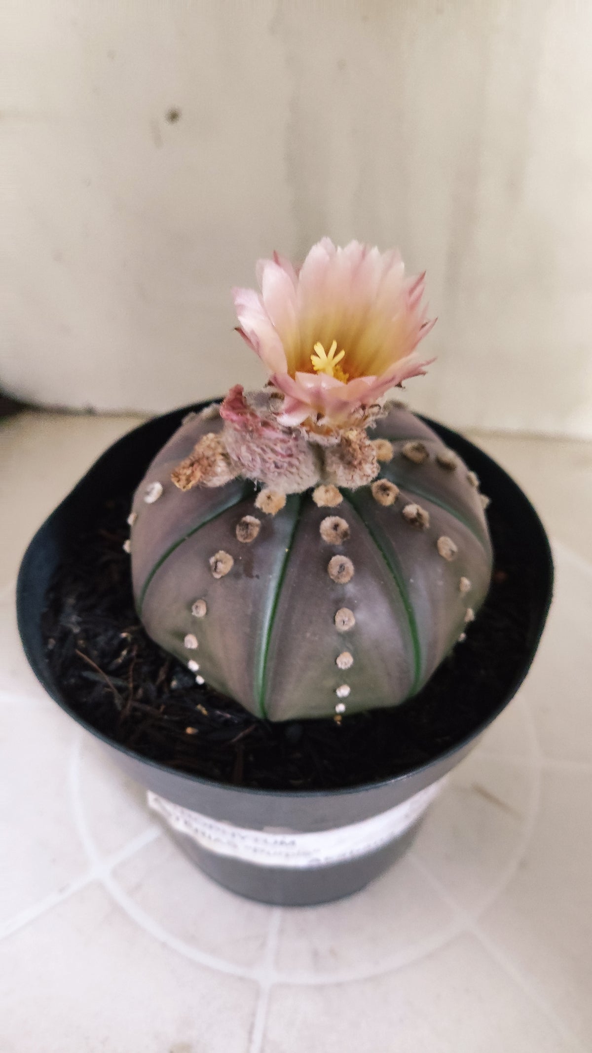 ASTROPHYTUM ASTERIAS “Purple - Akabana”  Nº 1212 – vaso 15