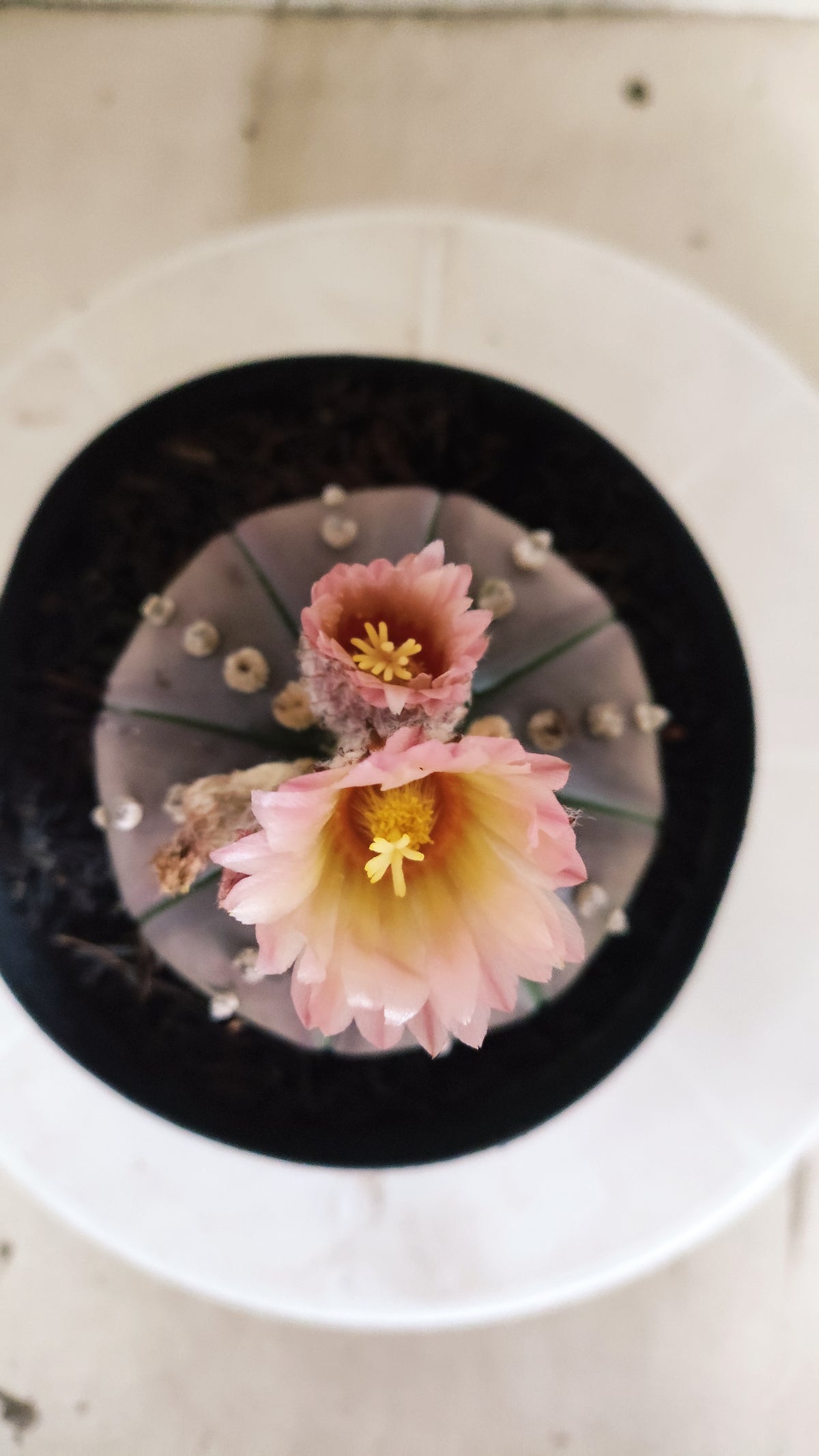 ASTROPHYTUM ASTERIAS “Purple - Akabana”  Nº 1212 – vaso 15