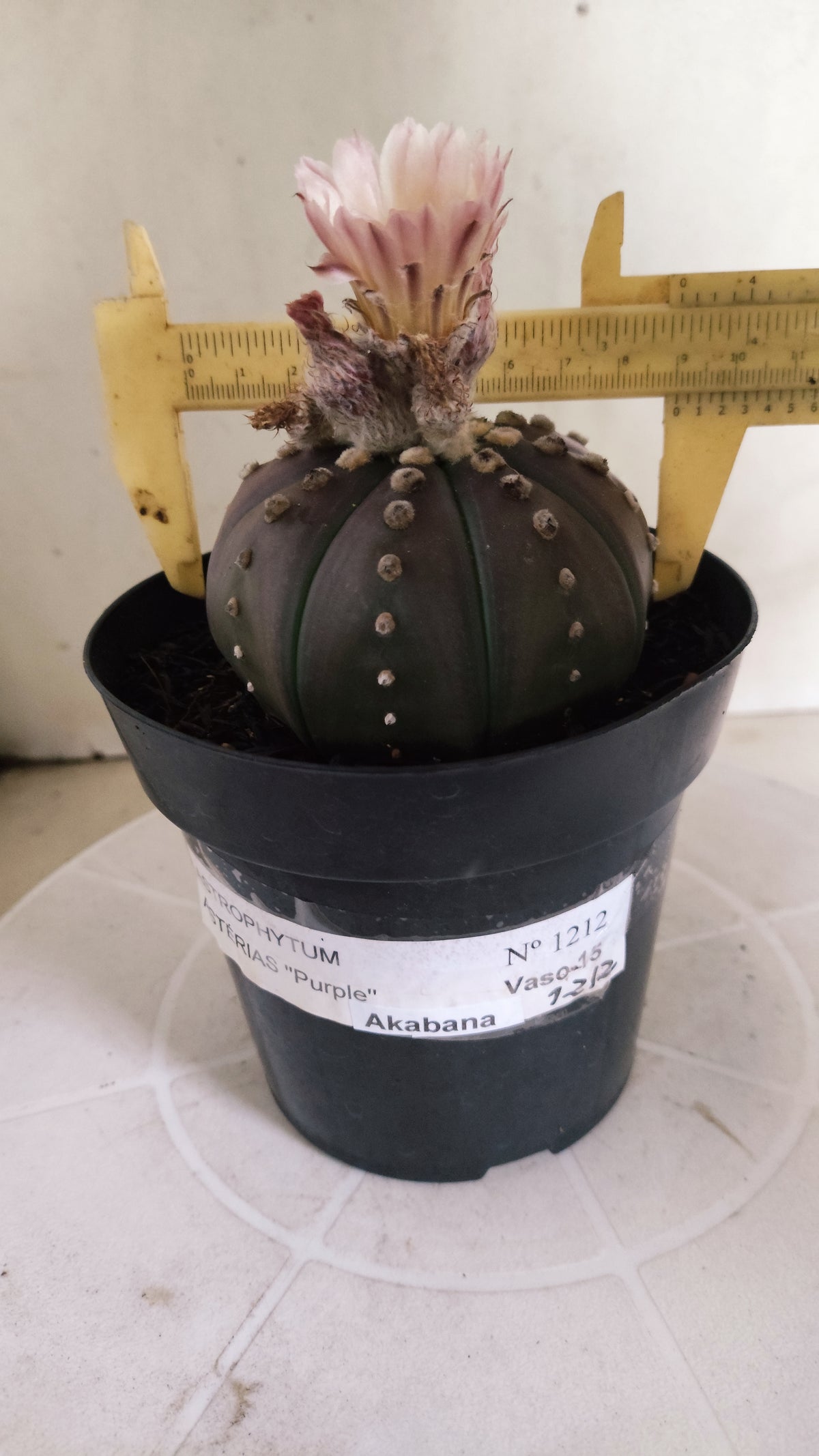 ASTROPHYTUM ASTERIAS “Purple - Akabana”  Nº 1212 – vaso 15