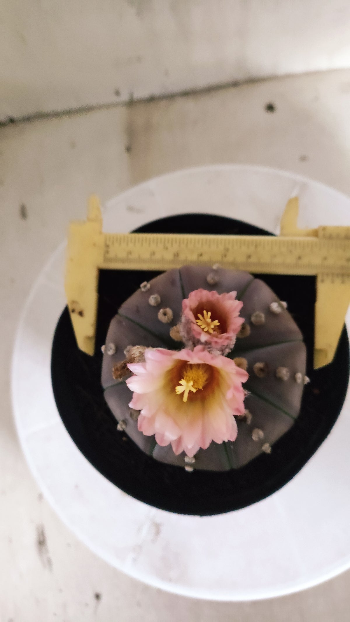 ASTROPHYTUM ASTERIAS “Purple - Akabana”  Nº 1212 – vaso 15