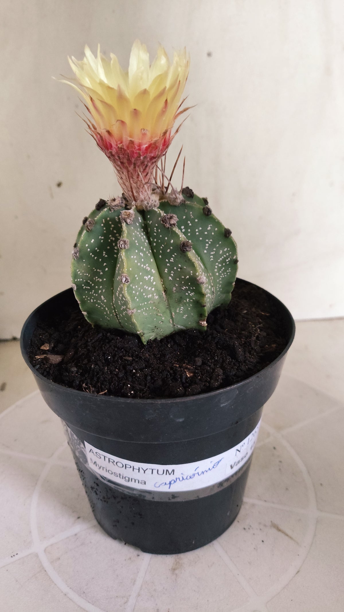 ASTROPHYTUM CAPRICÓRNIO  Nº 1265 – vaso 15