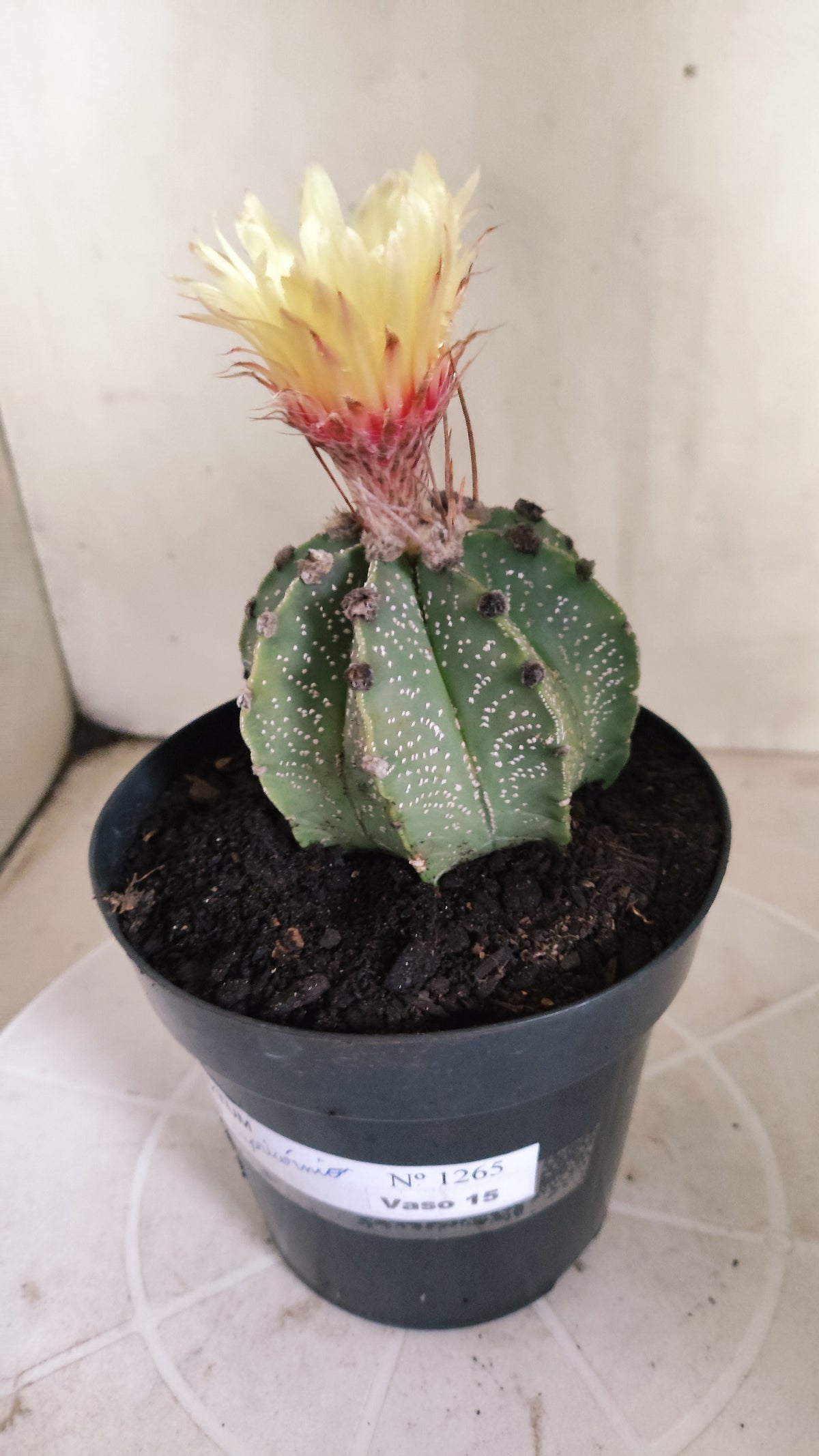 ASTROPHYTUM CAPRICÓRNIO  Nº 1265 – vaso 15