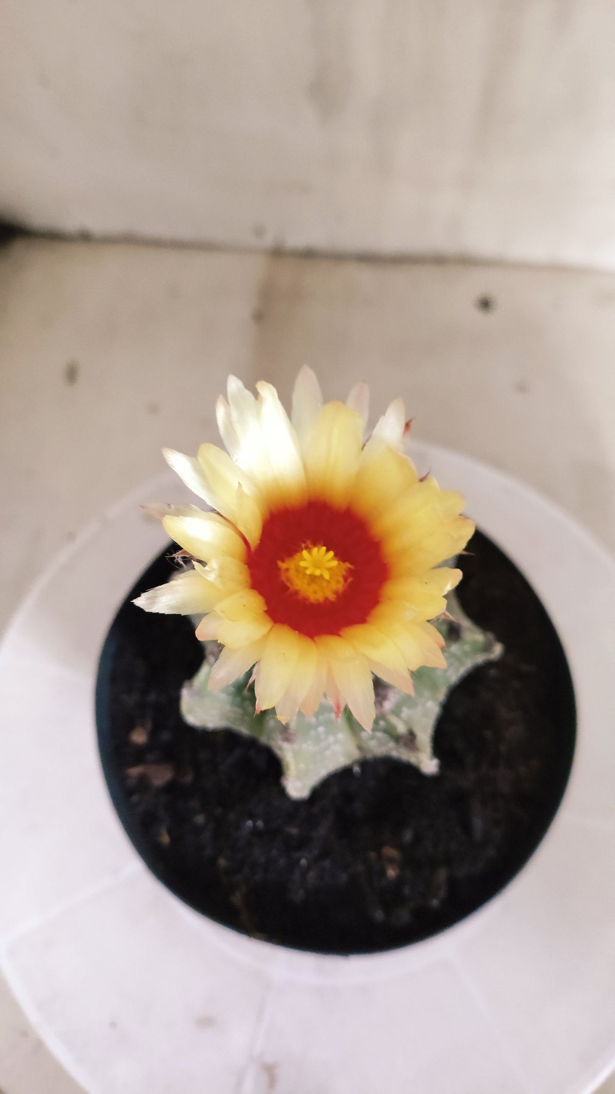 ASTROPHYTUM CAPRICÓRNIO  Nº 1265 – vaso 15