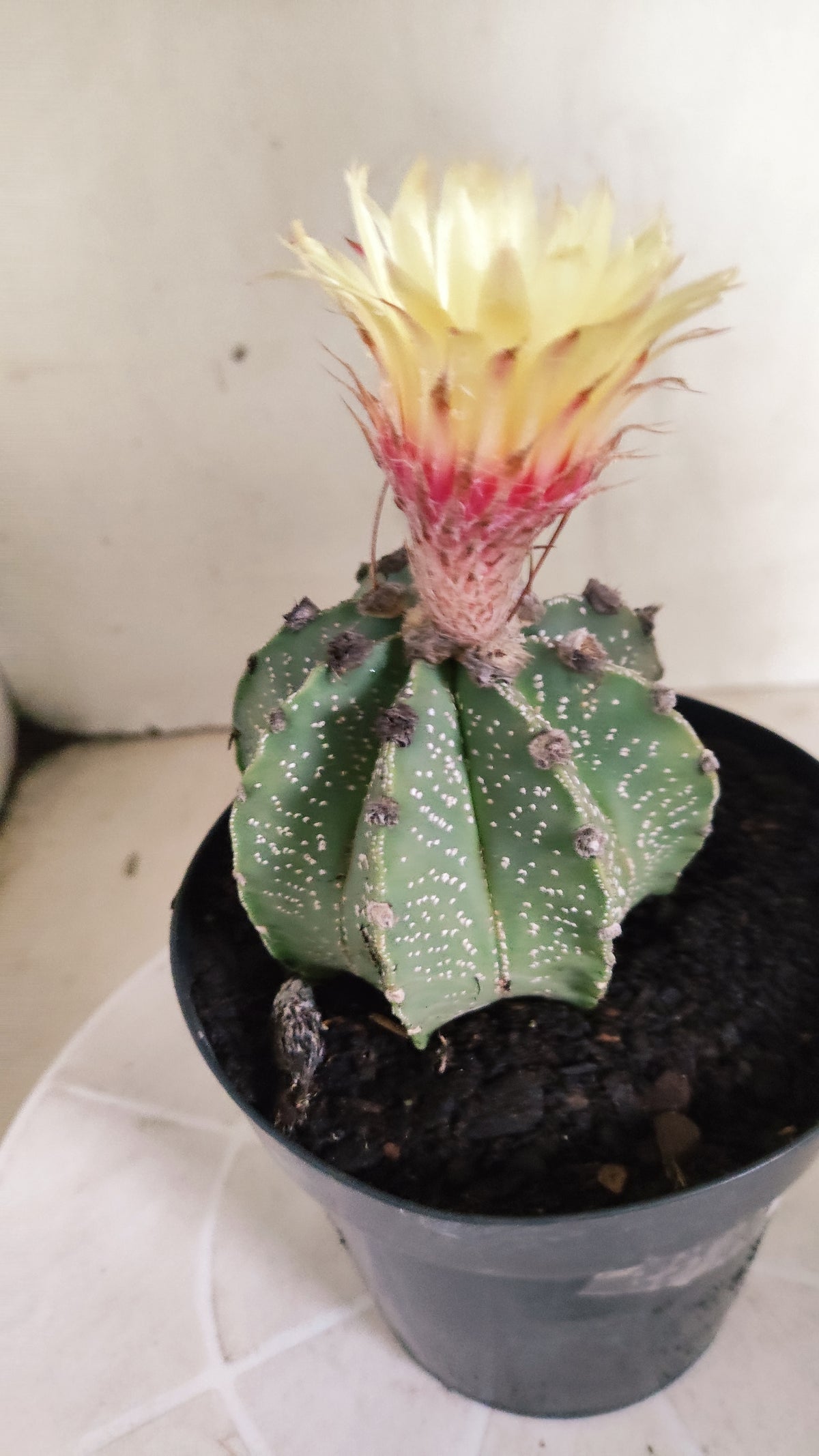 ASTROPHYTUM CAPRICÓRNIO  Nº 1265 – vaso 15