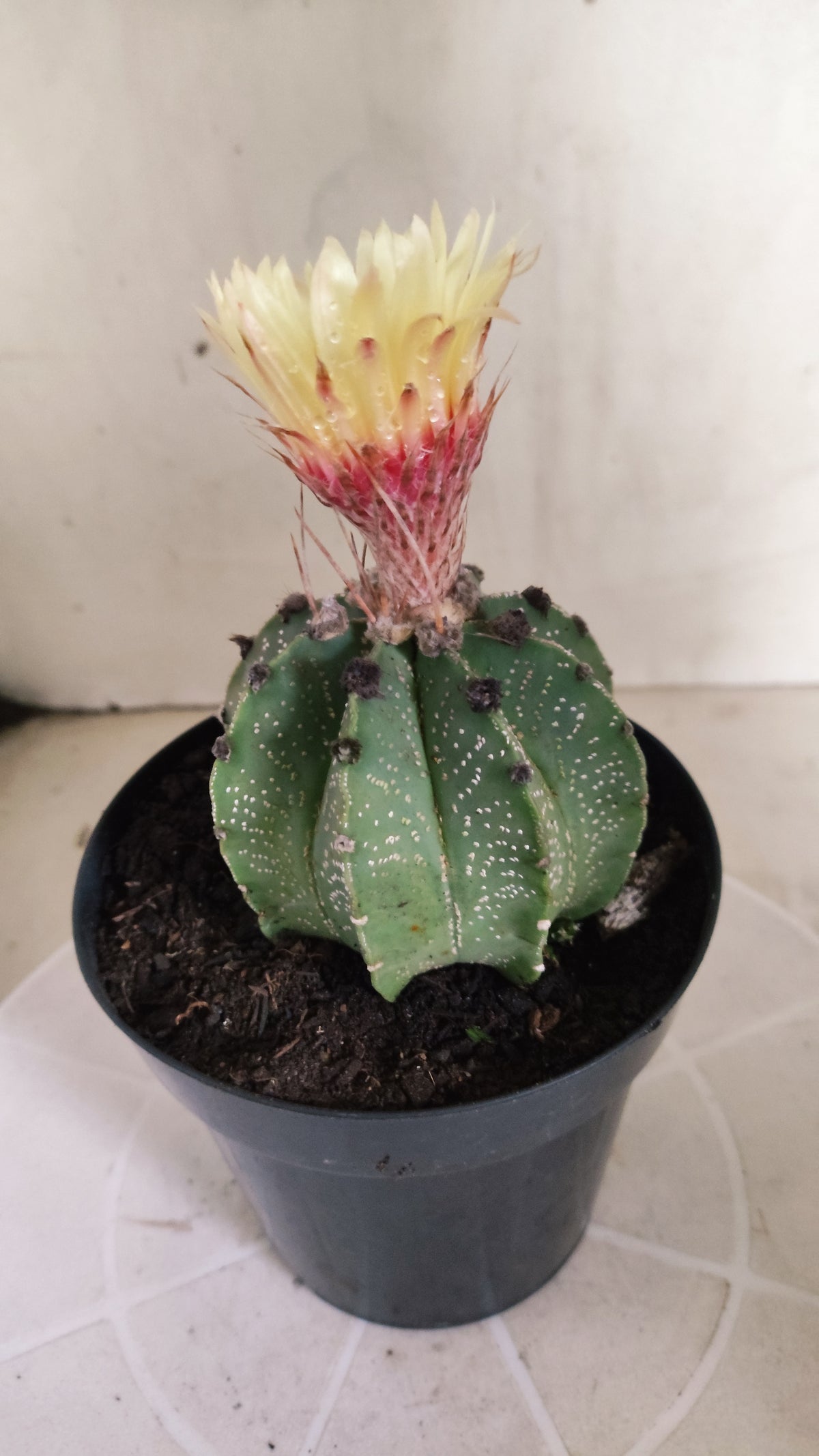 ASTROPHYTUM CAPRICÓRNIO  Nº 1265 – vaso 15