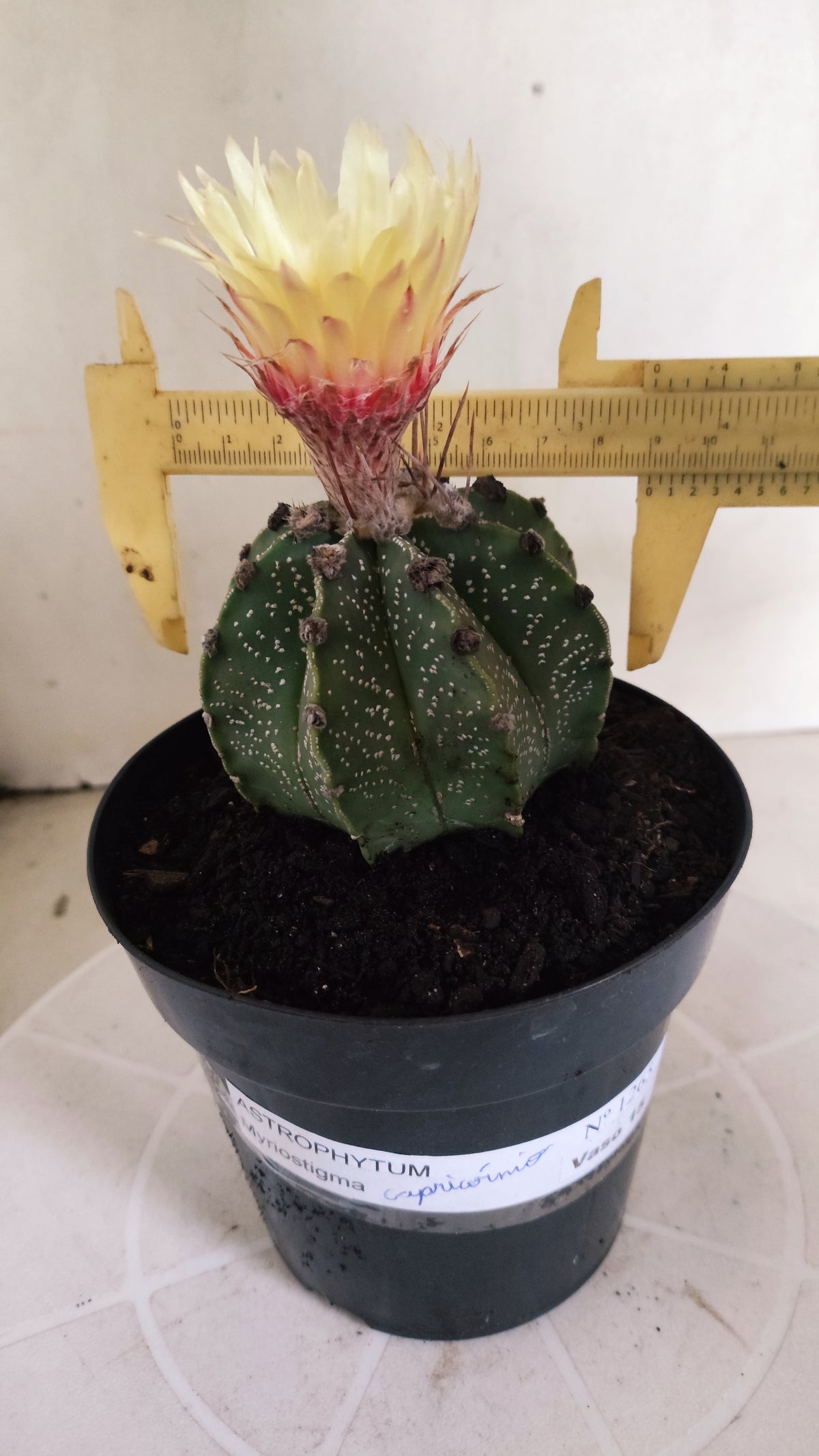 ASTROPHYTUM CAPRICÓRNIO  Nº 1265 – vaso 15