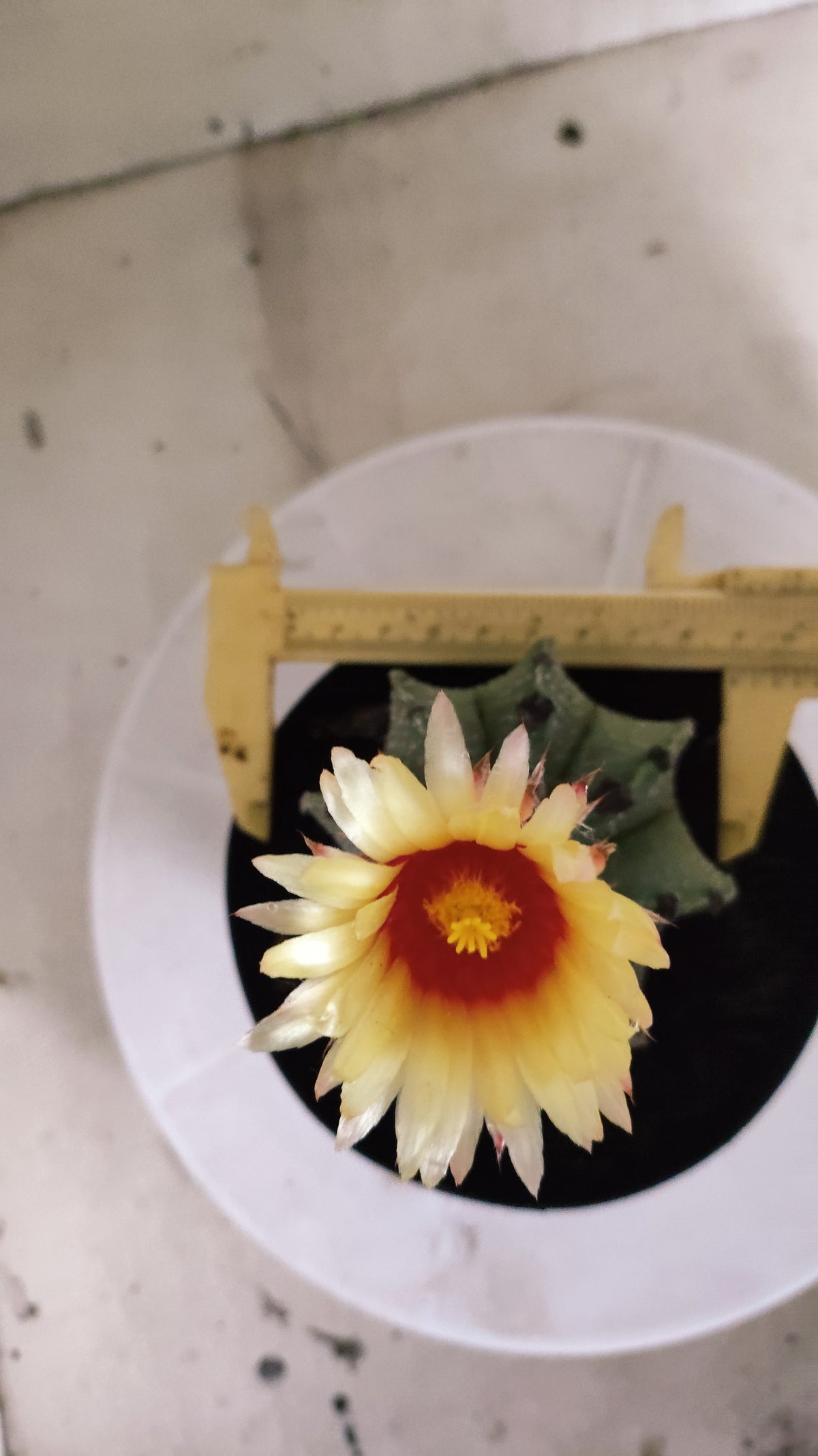 ASTROPHYTUM CAPRICÓRNIO  Nº 1265 – vaso 15