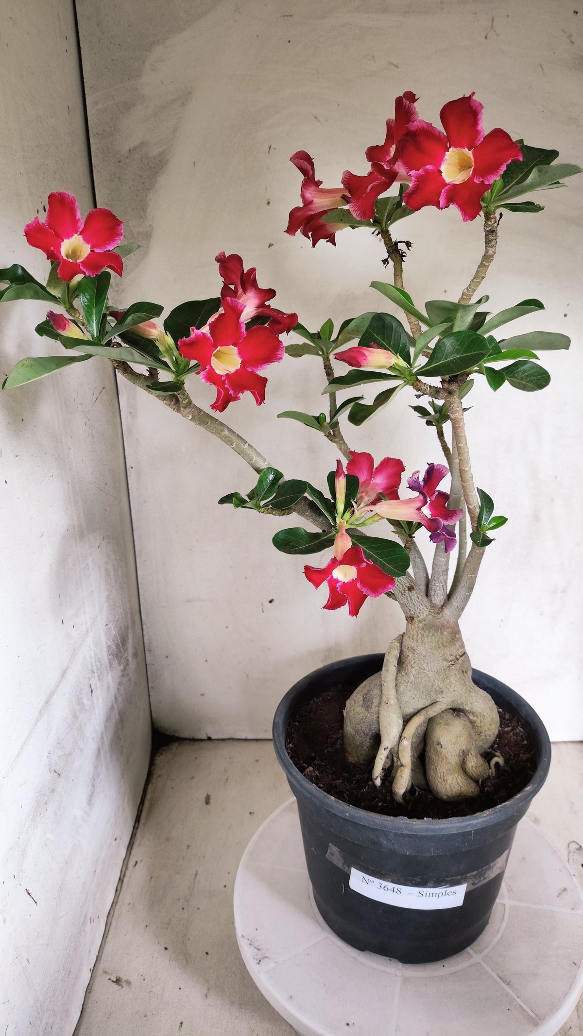 Planta Simples 3648 – 45cm – 04 anos - vaso 20