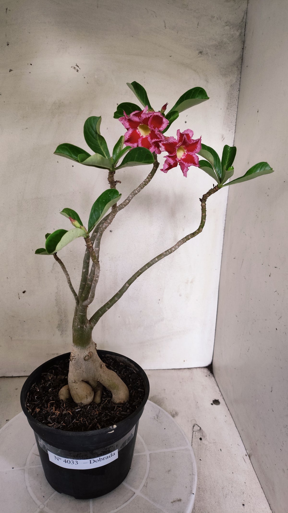 Planta Dobrada 4033 – 35cm – 03 anos - Vaso 15