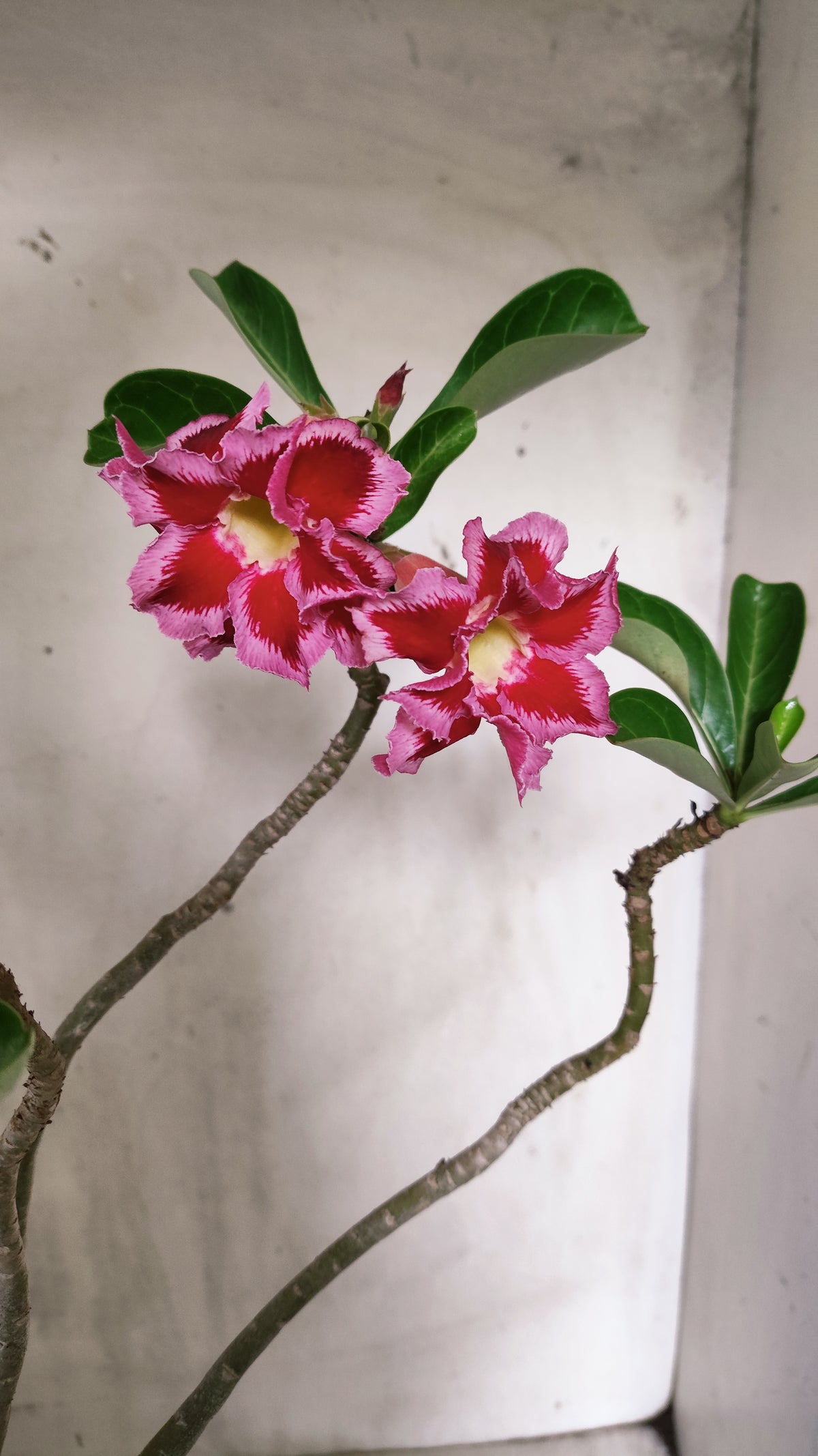 Planta Dobrada 4033 – 35cm – 03 anos - Vaso 15