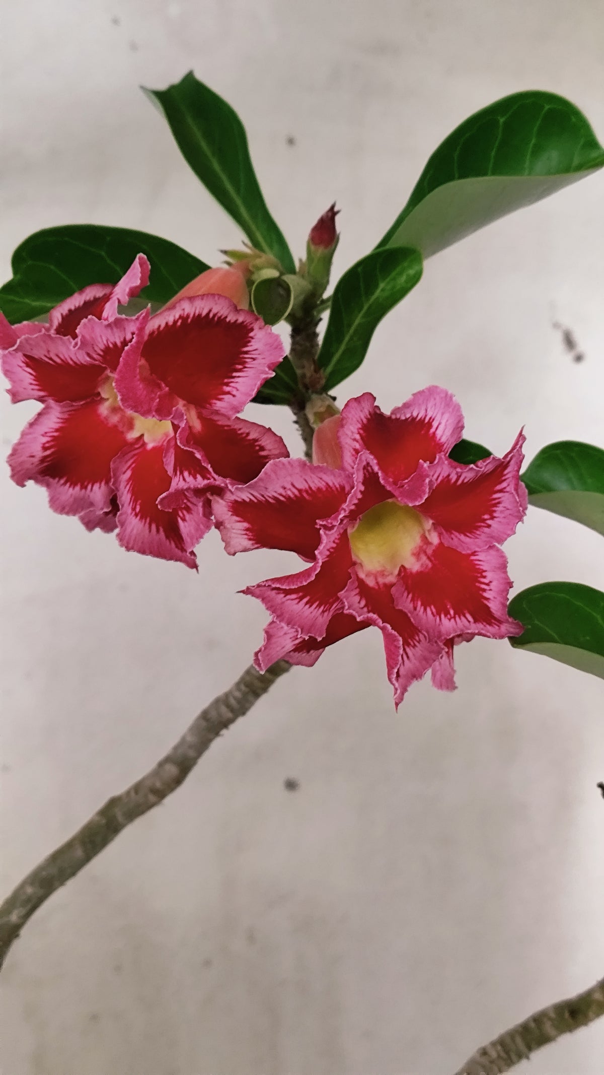 Planta Dobrada 4033 – 35cm – 03 anos - Vaso 15