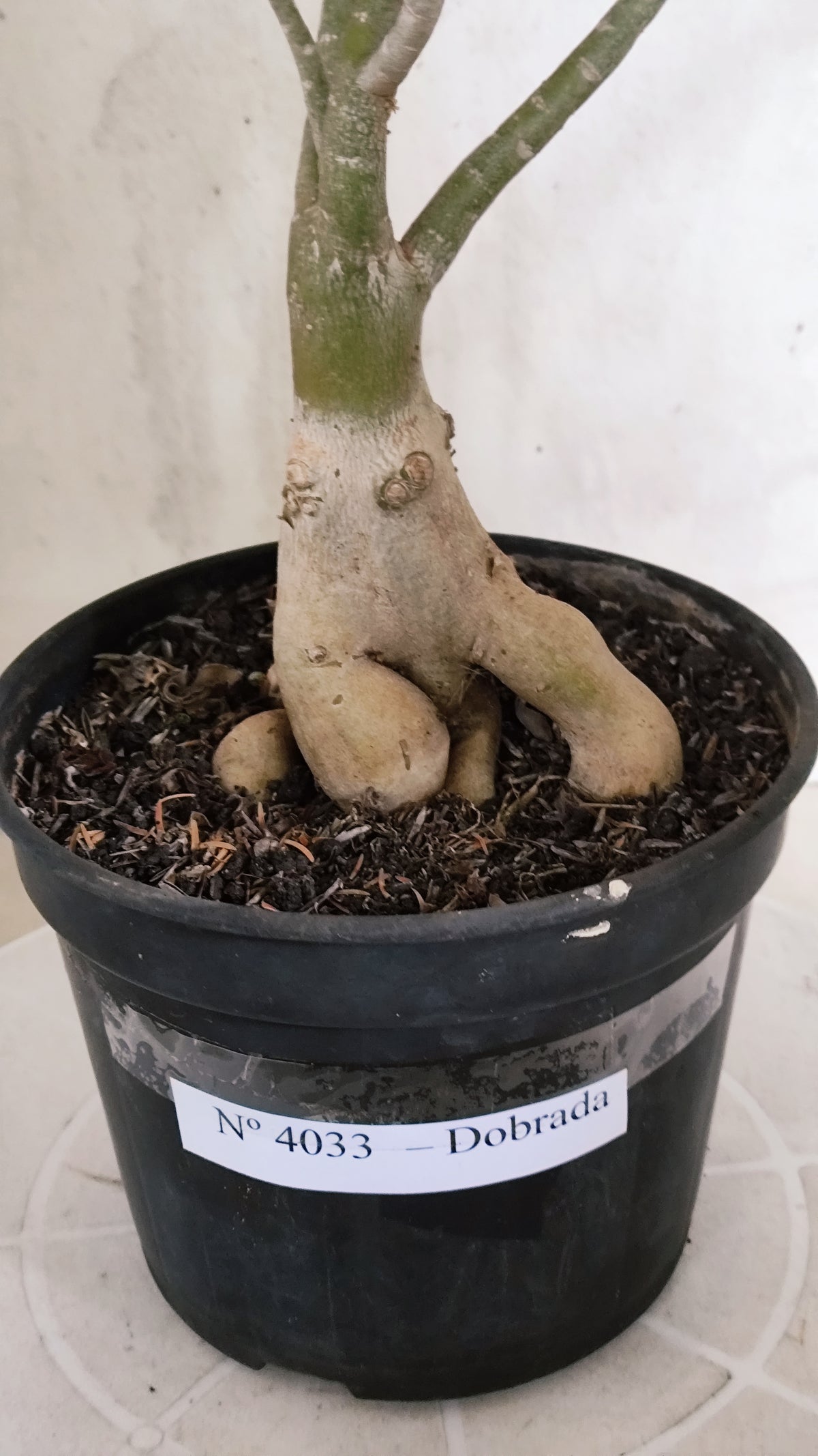 Planta Dobrada 4033 – 35cm – 03 anos - Vaso 15
