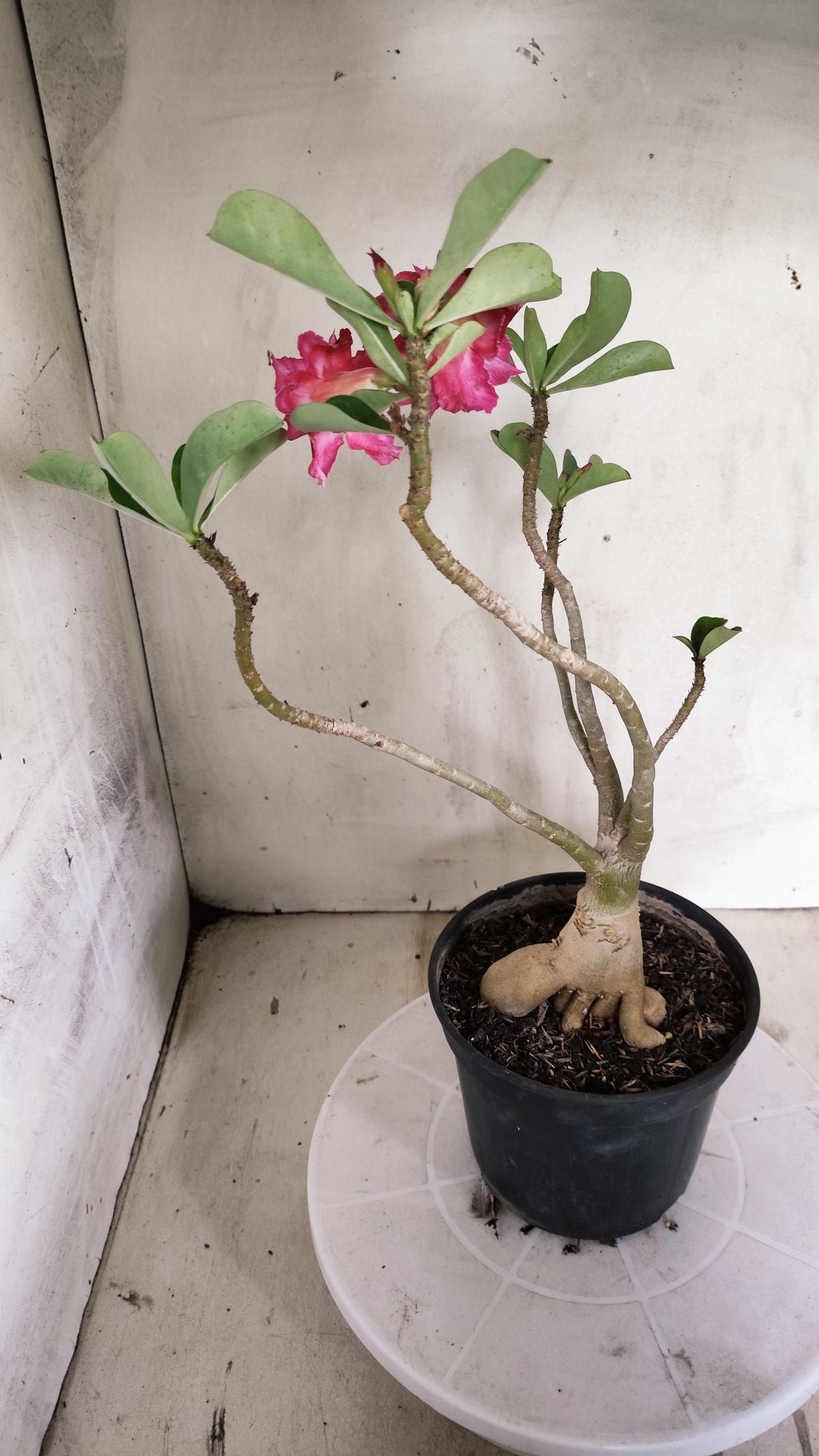Planta Dobrada 4033 – 35cm – 03 anos - Vaso 15